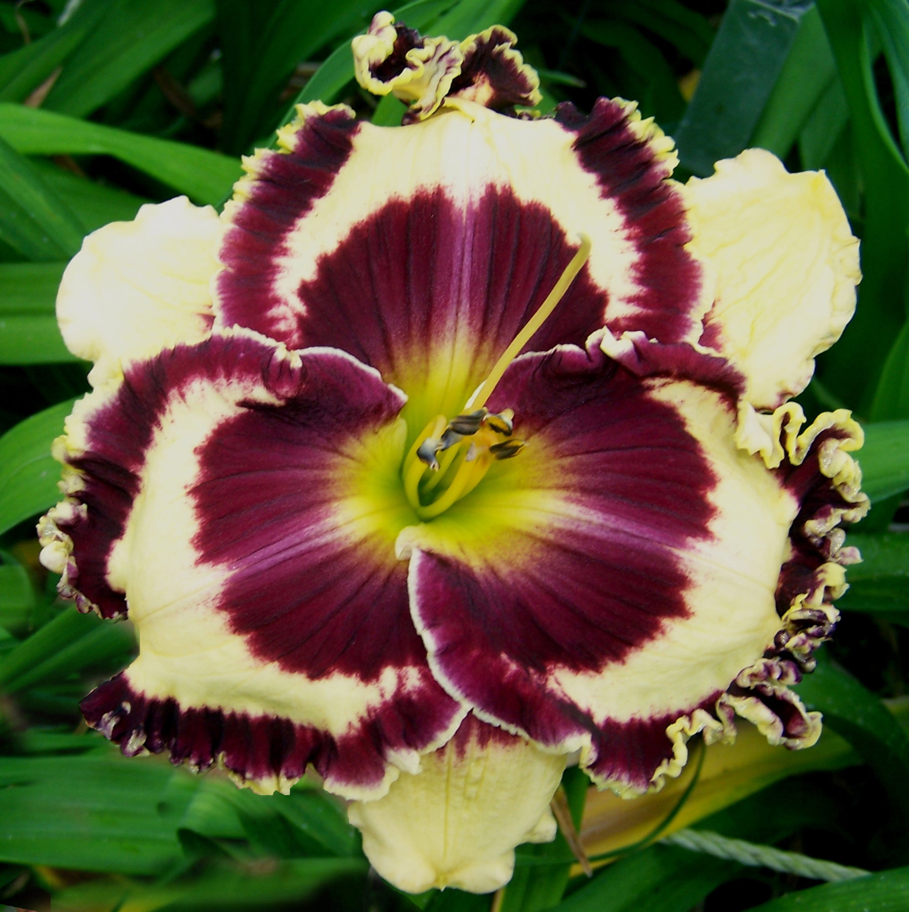 Kalamazoo | Maryott Daylilies – Schreiner's Gardens
