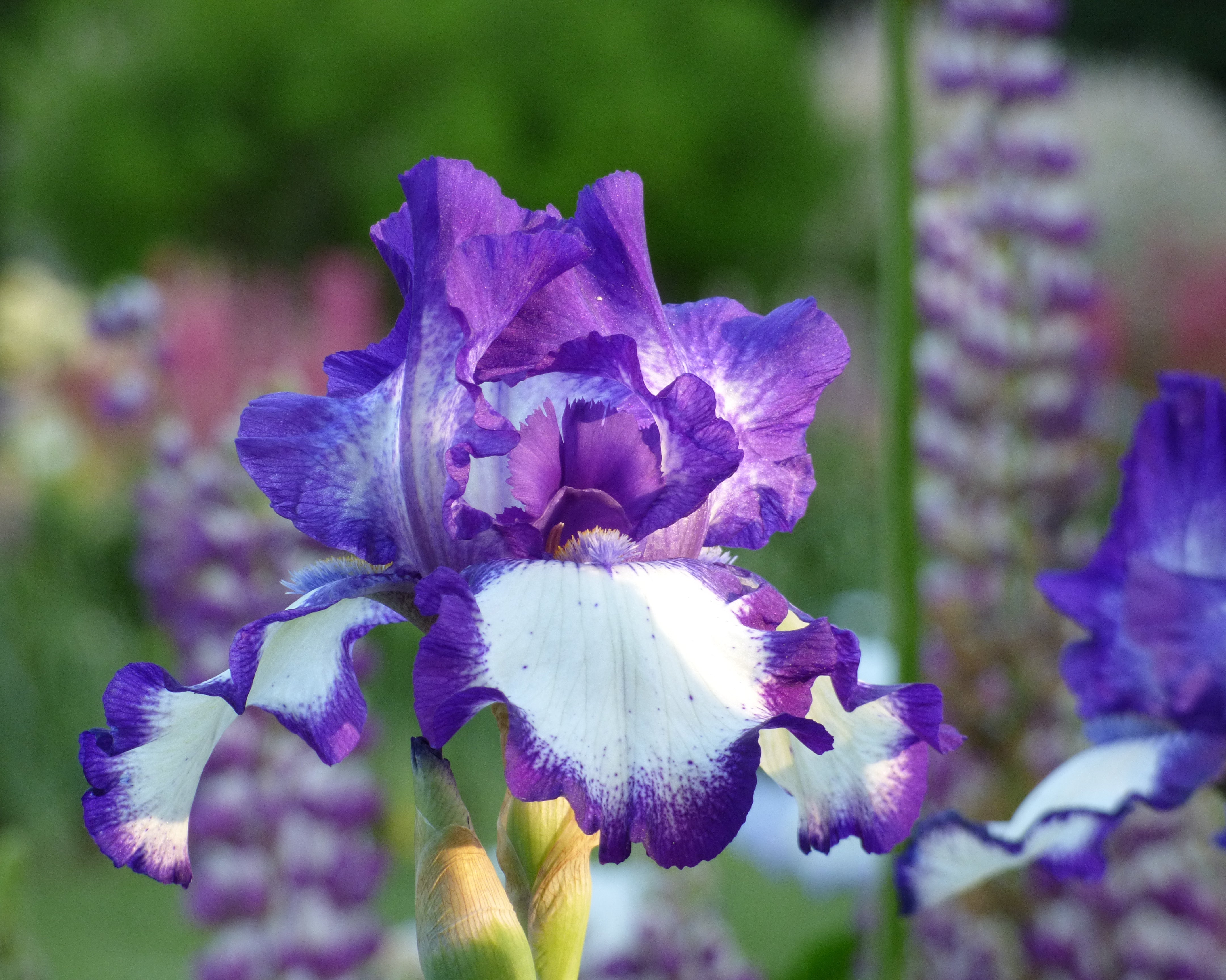 Stepping Out | Tall Bearded Iris – Schreiner's Gardens