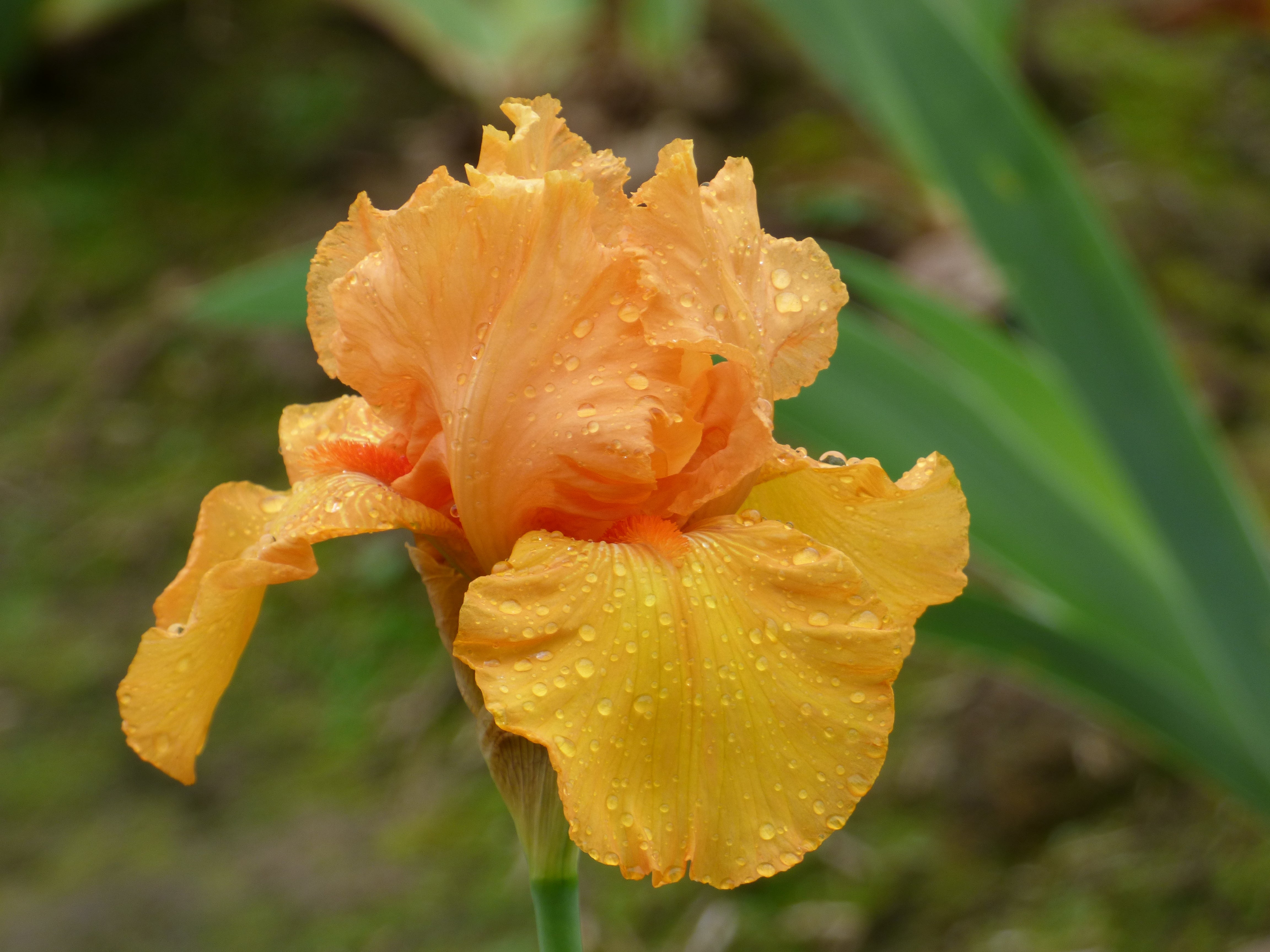 Savannah Sunset – Schreiner's Gardens