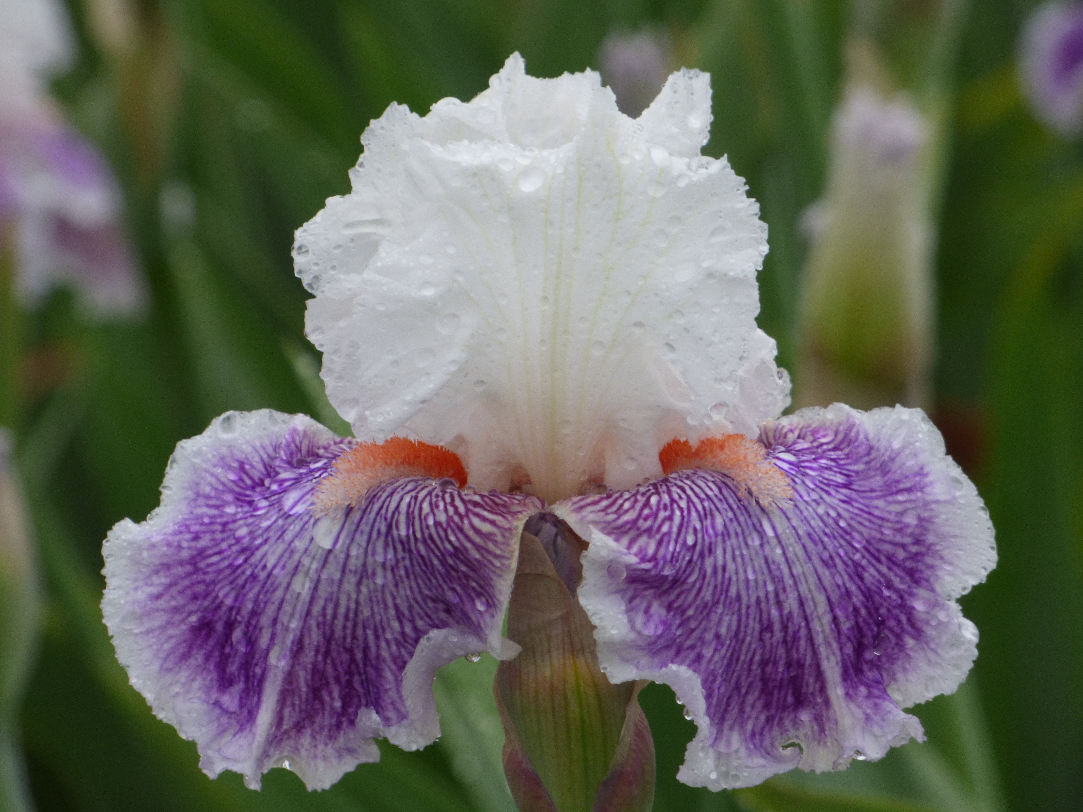 School Crush| Tall Bearded Iris – Schreiner's Gardens