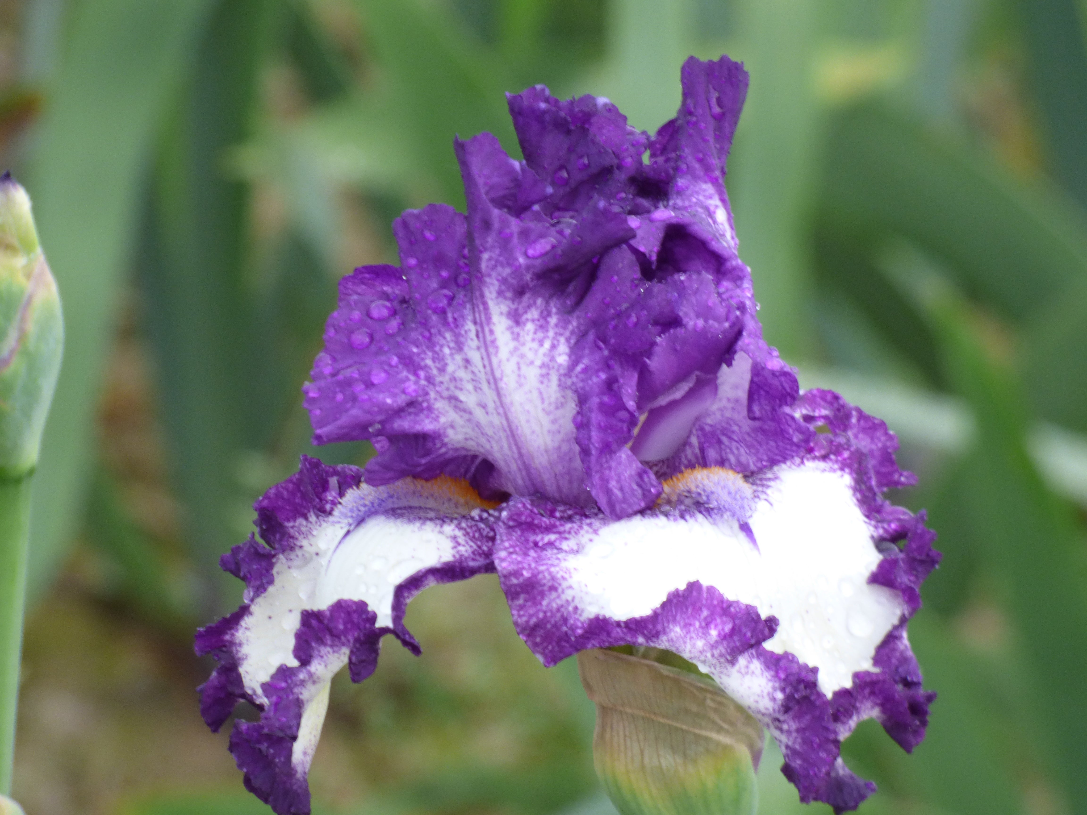 Schoolhouse Rock| Tall Bearded Iris – Schreiner's Gardens