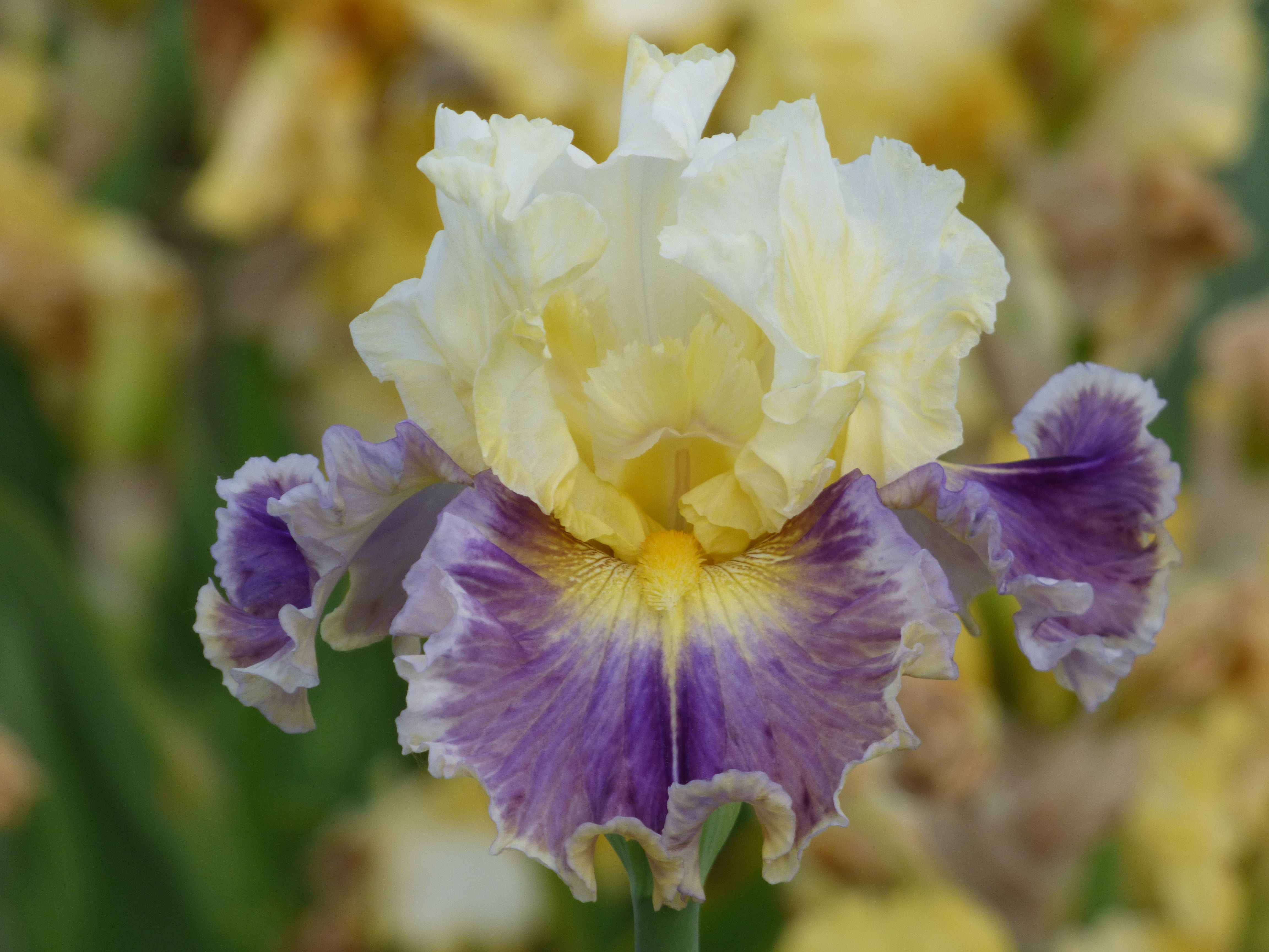 Second Pour | Tall Bearded Iris – Schreiner's Gardens