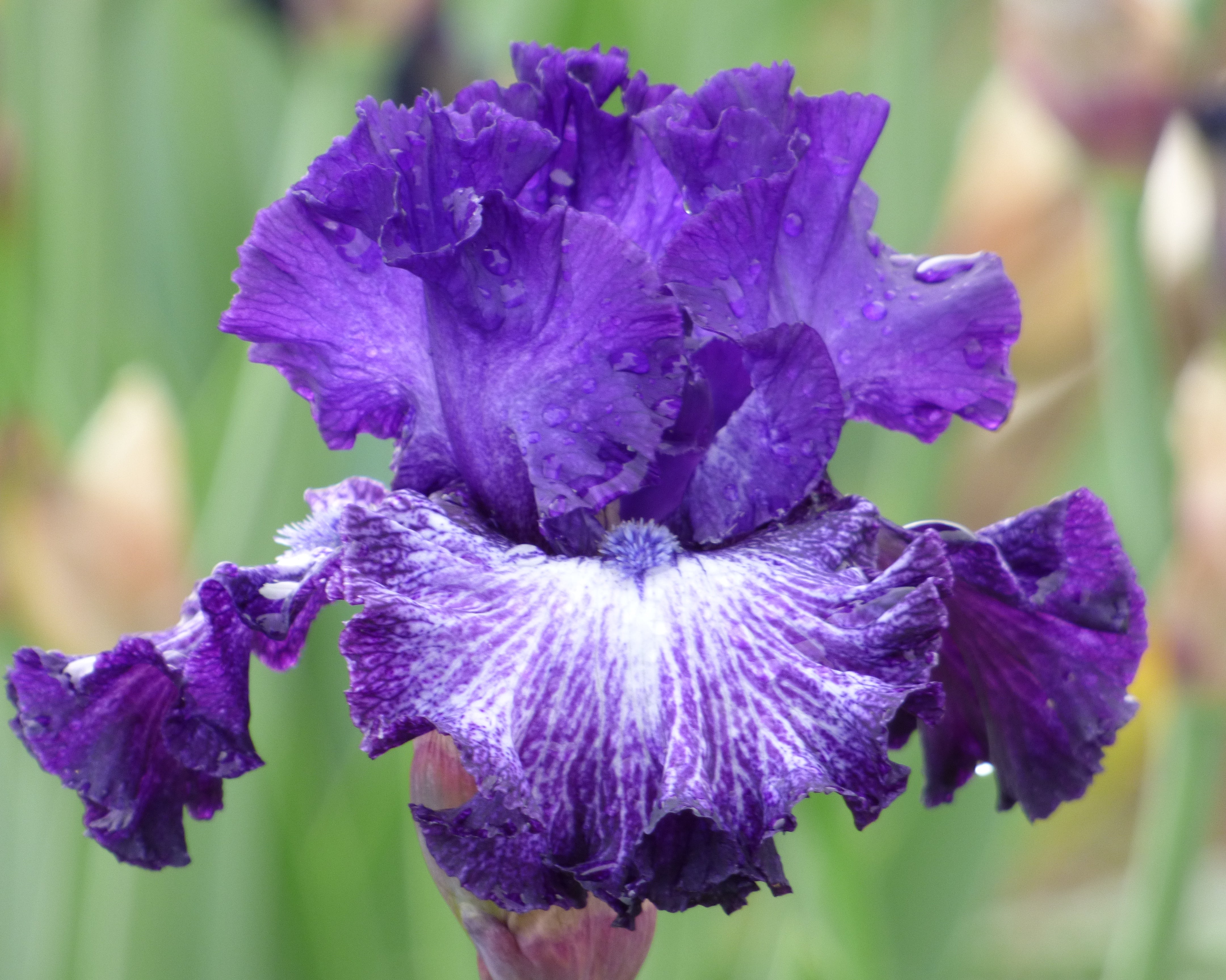 Senioritis | Tall Bearded Iris – Schreiner's Gardens