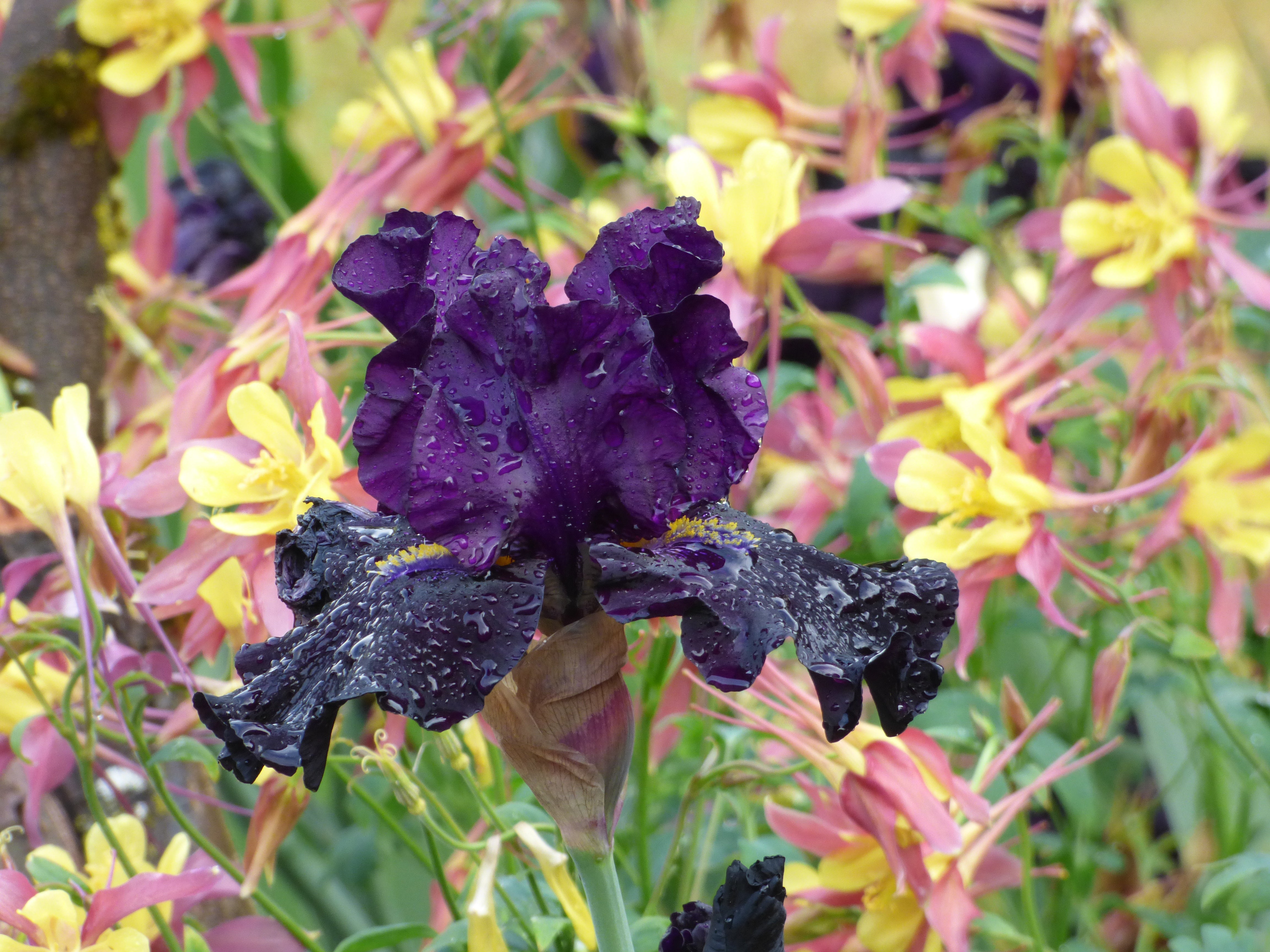 Se?ñor Jinx | Tall Bearded Iris – Schreiner's Gardens