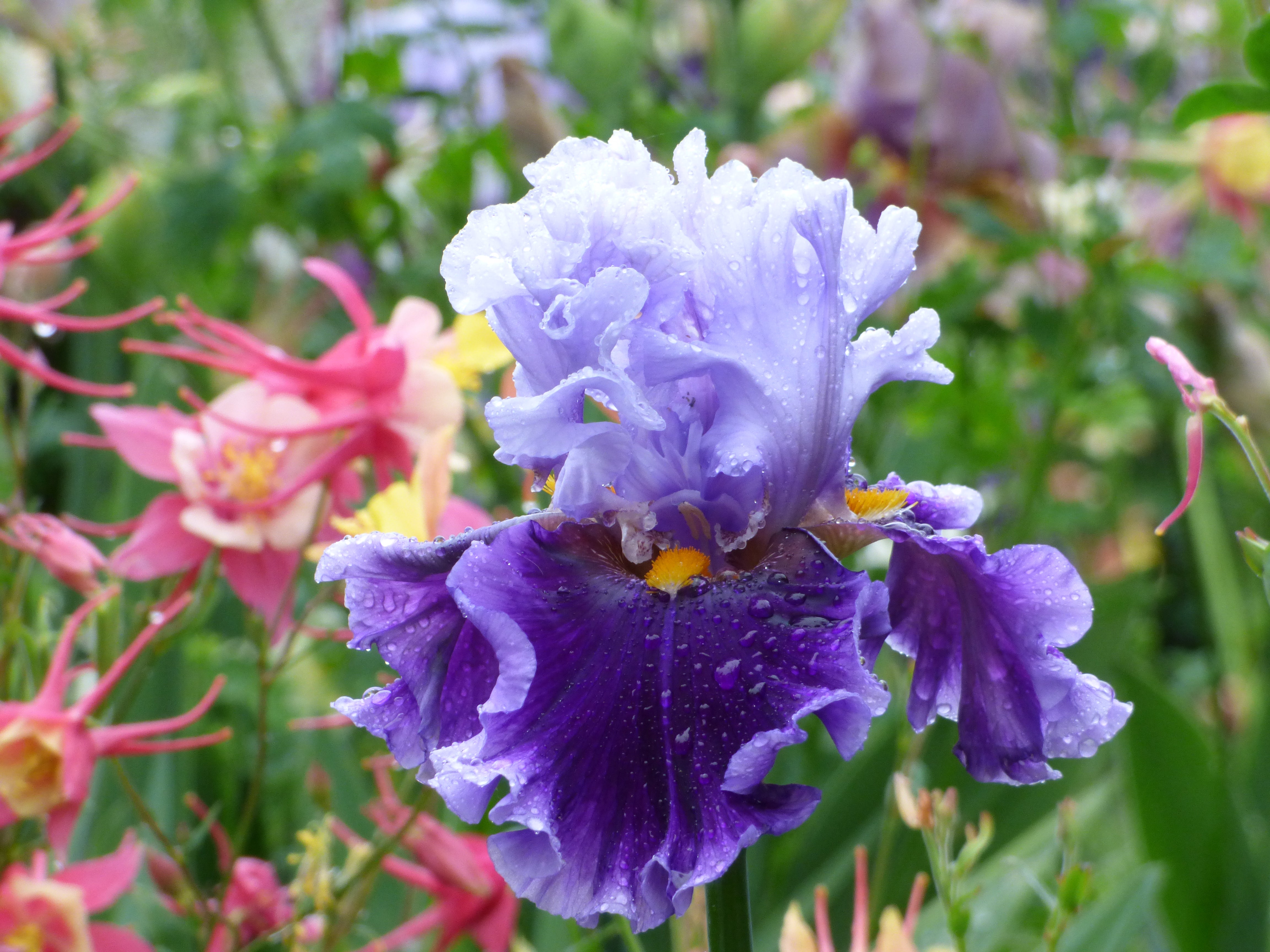 isadone サイクルジレブルーパープル/バーガンディS Seward | Tall Bearded Iris – Schreiner's Gardens