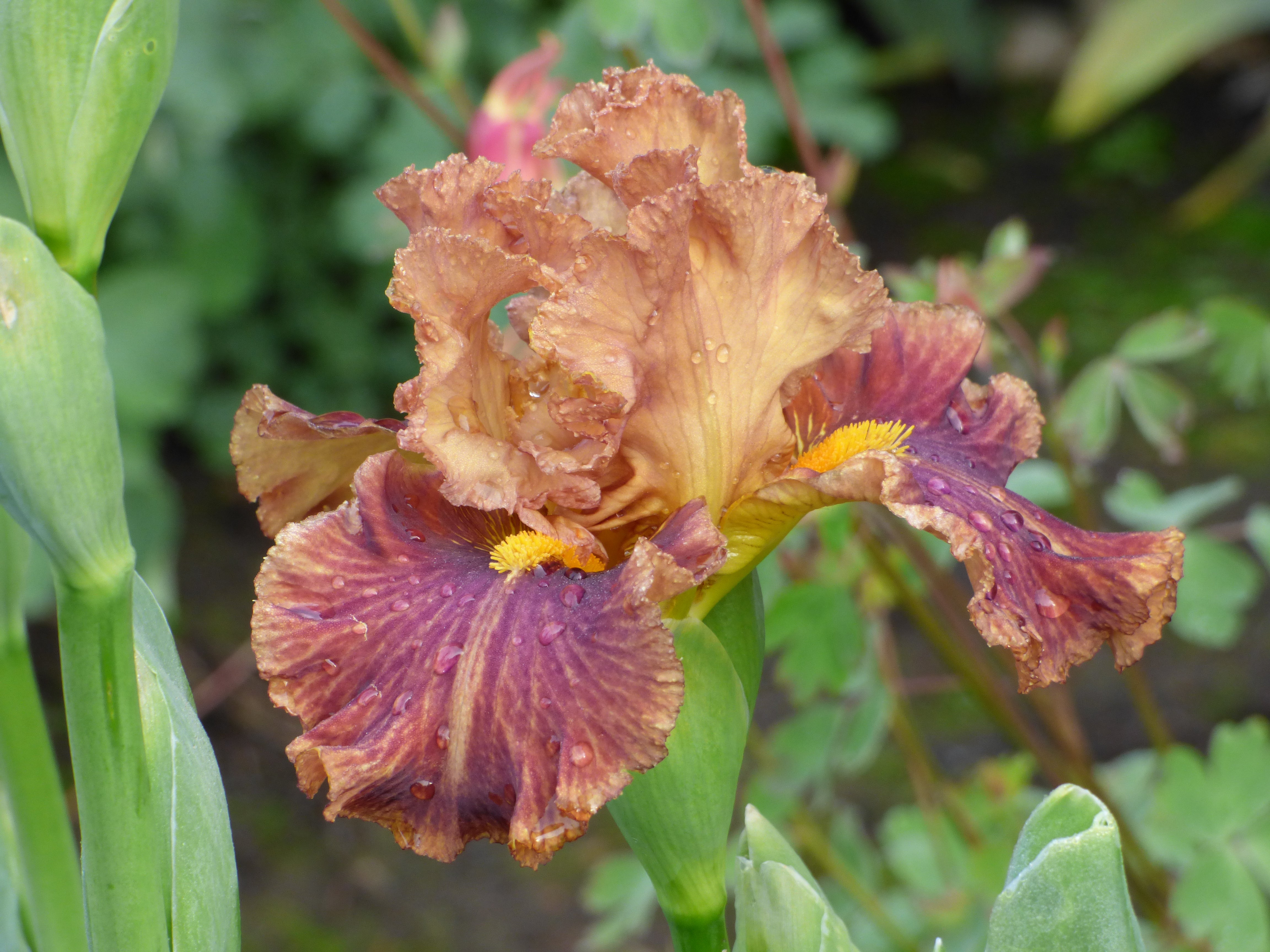 【me 様ページ】medi flower saint lace TALL me 様ページ】medi flower saint lace TALL Side Line | Tall Bearded