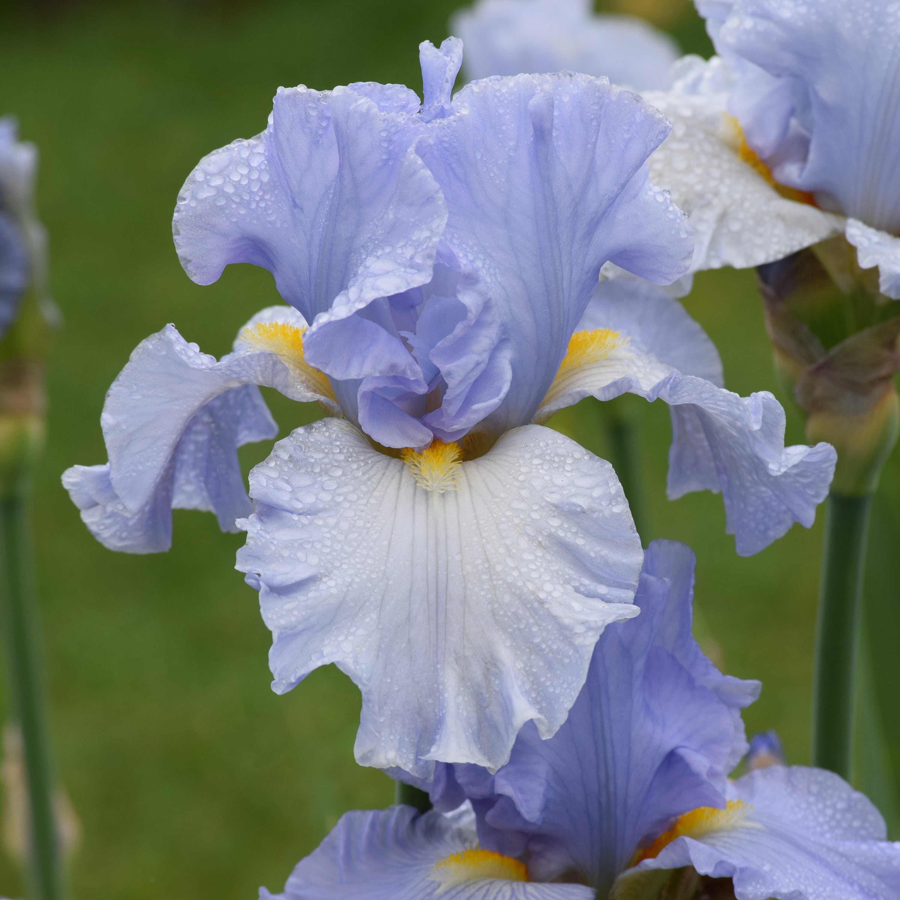 Sky and Sun | Tall Bearded Iris – Schreiner's Gardens