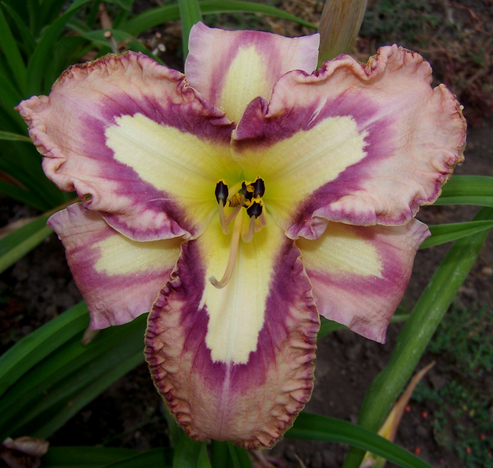 Lily Jo様用 Slipsliding Away | Spring Daylily Catalog – Schreiner's Gardens