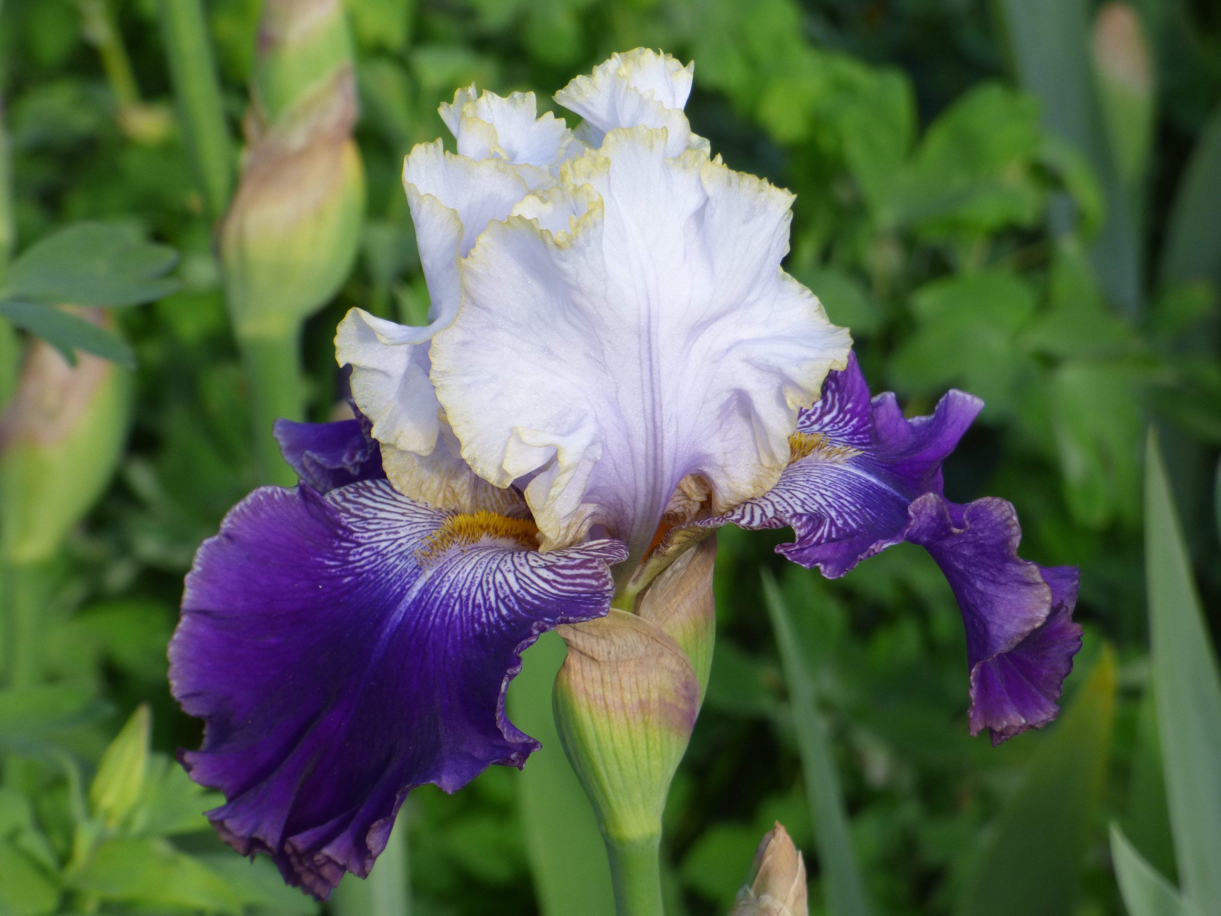 Slovak Prince | Tall Bearded Iris – Schreiner's Gardens