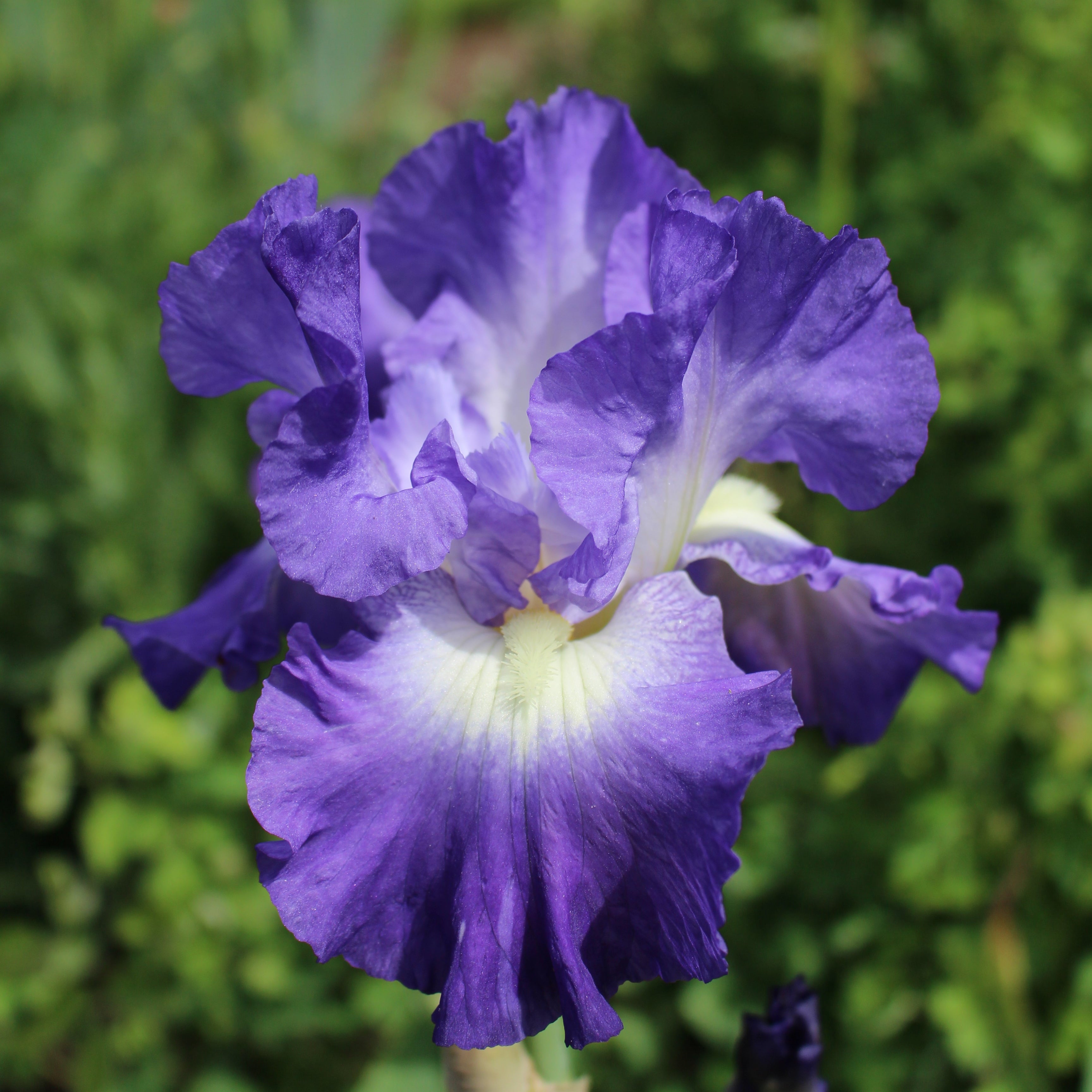 Speed Limit | Tall Bearded Iris – Schreiner's Gardens
