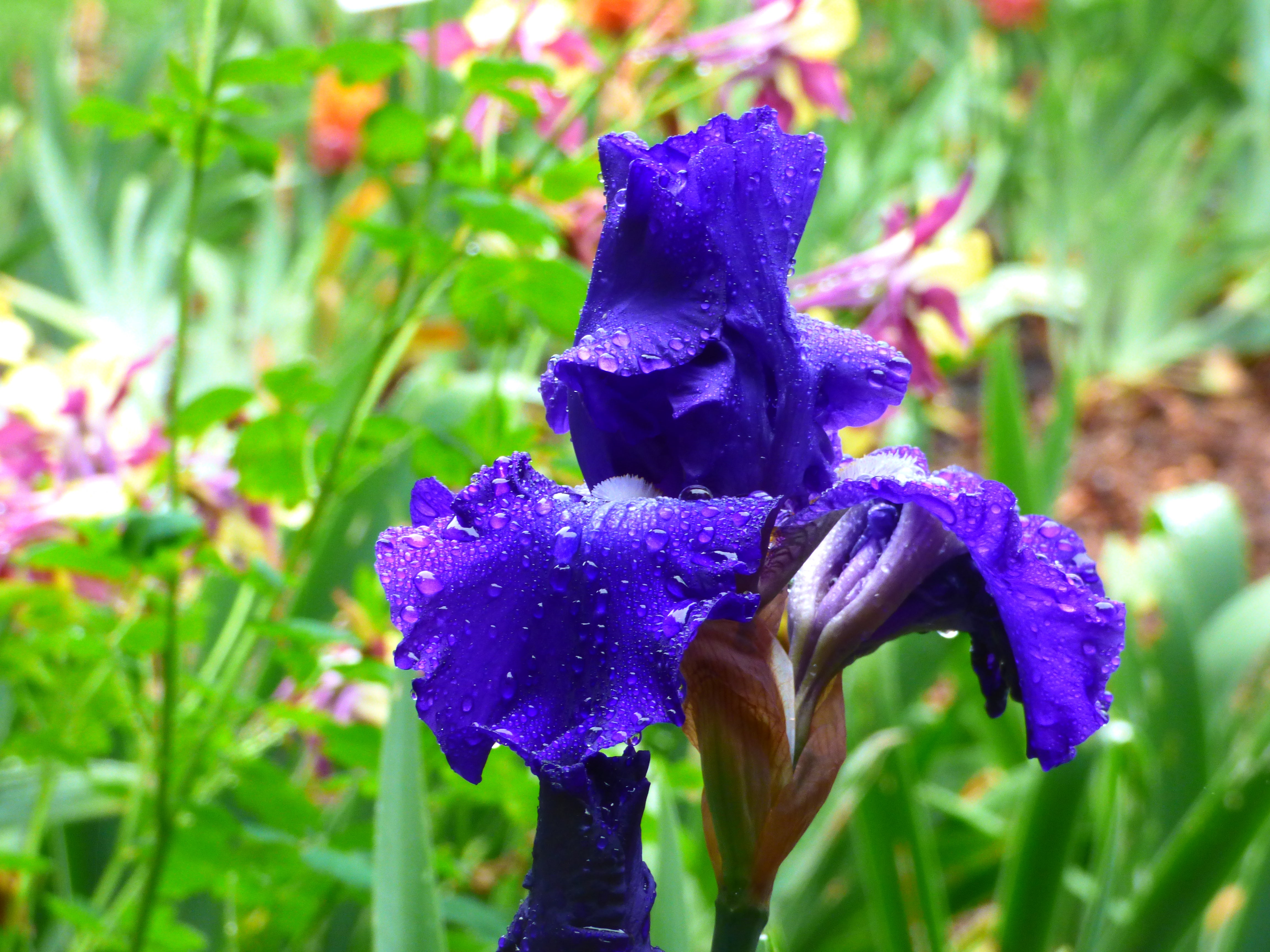 ビザンチウム('12英/アイルランド) Blu-ray Stellar Lights | Tall Bearded Iris – Schreiner's Gardens