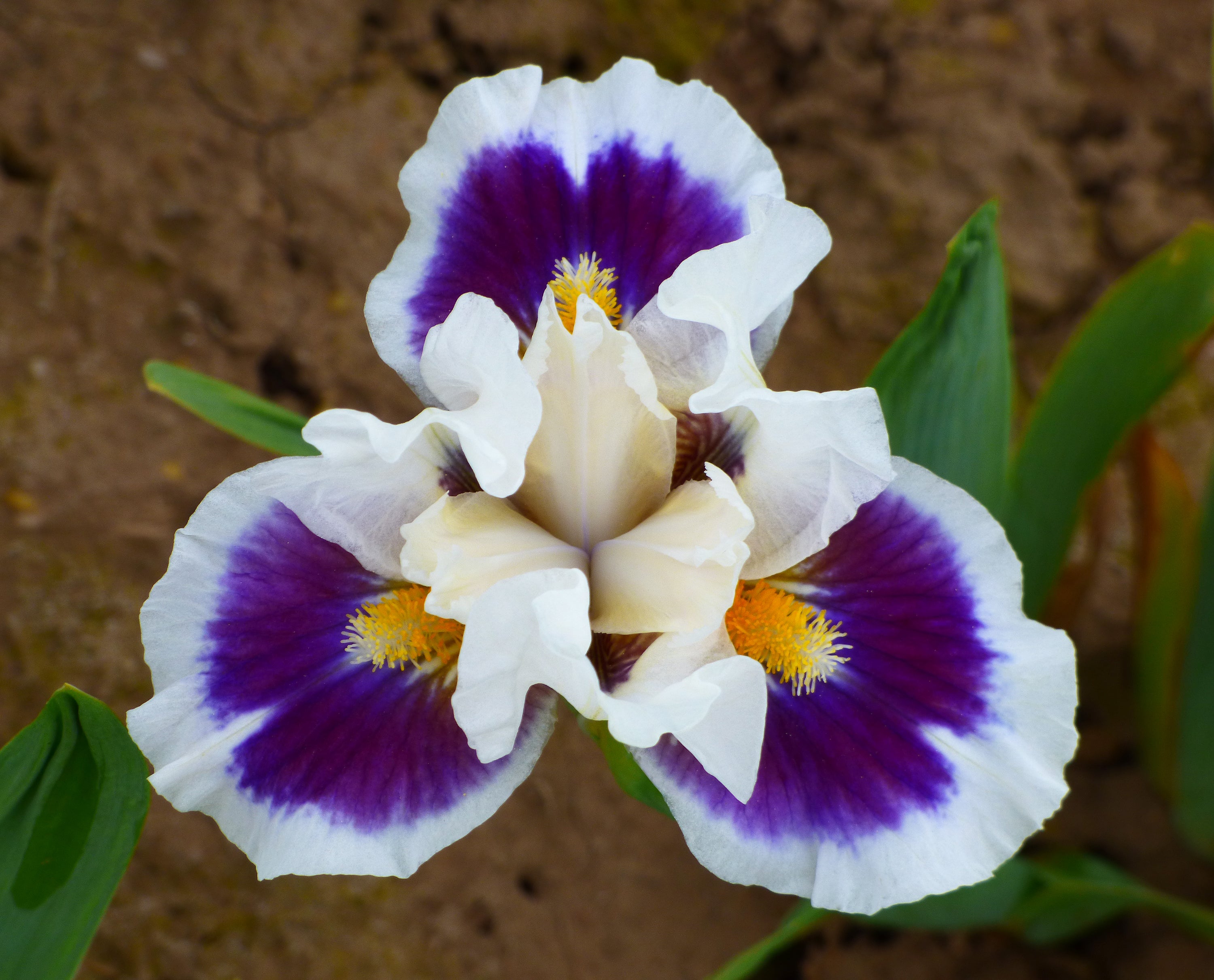 Stop And Stare | Dwarf Bearded Iris – Schreiner's Gardens