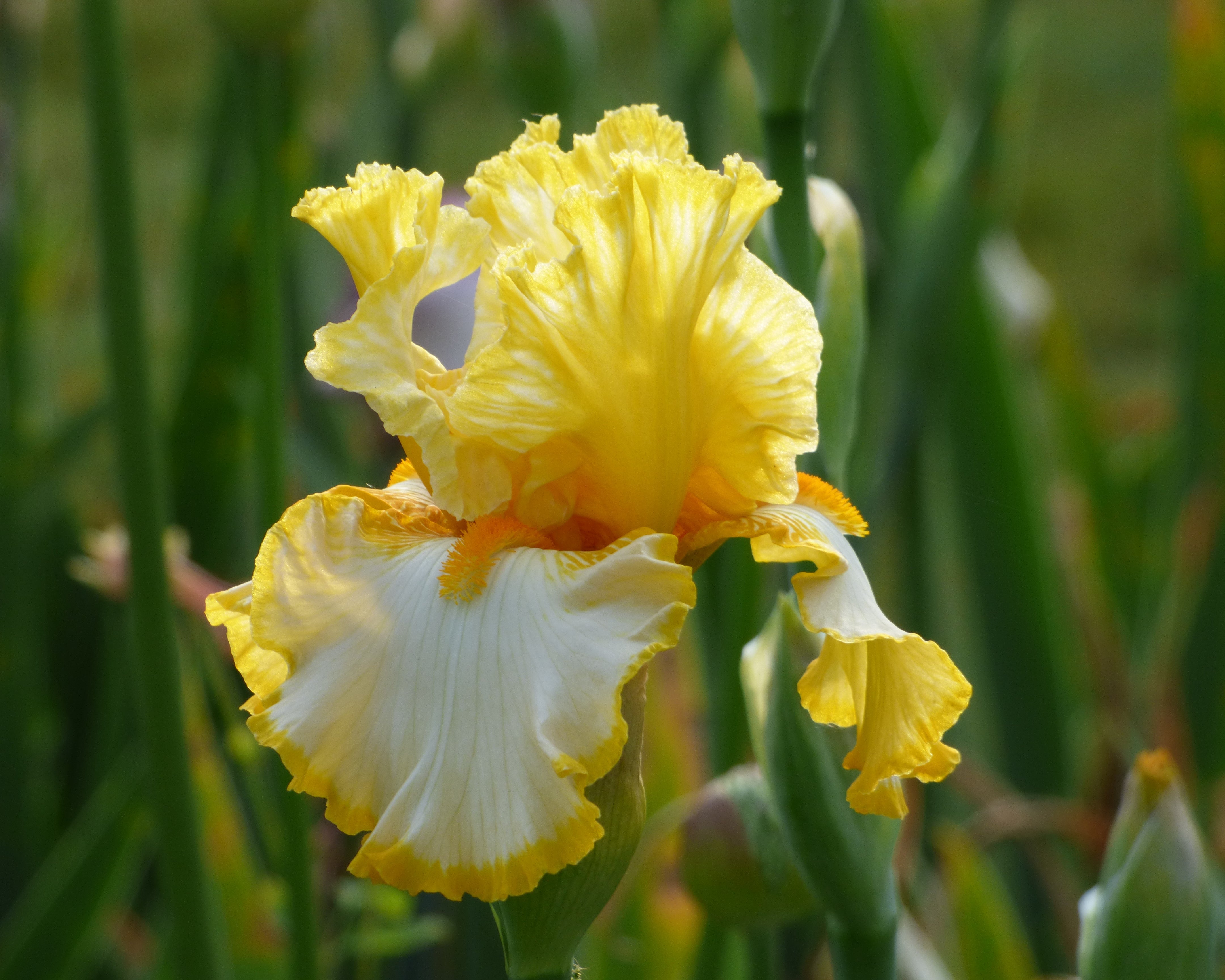Sunrise Elegy | Tall Bearded Iris – Schreiner's Gardens