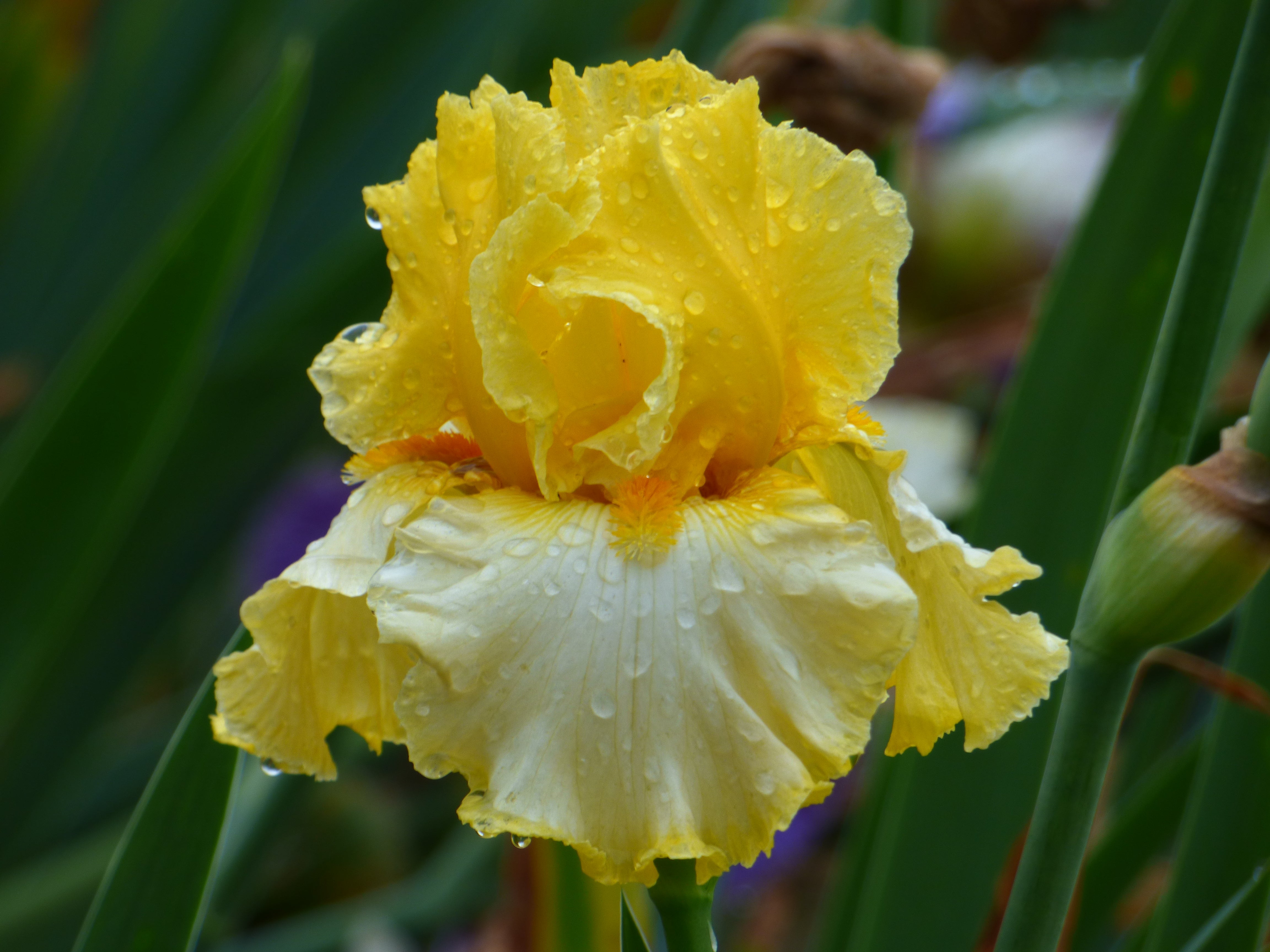 SUN RIZE☆彡 Sunshine State | Tall Bearded Iris – Schreiner's Gardens
