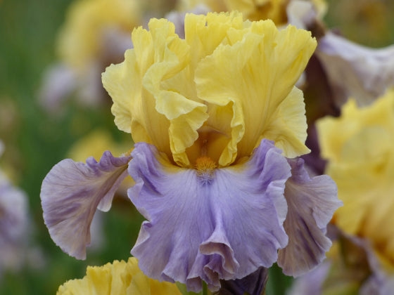 Swedish Lullaby – Schreiner's Gardens