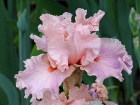 Sweet Kisses | Tall Bearded Iris – Schreiner's Gardens