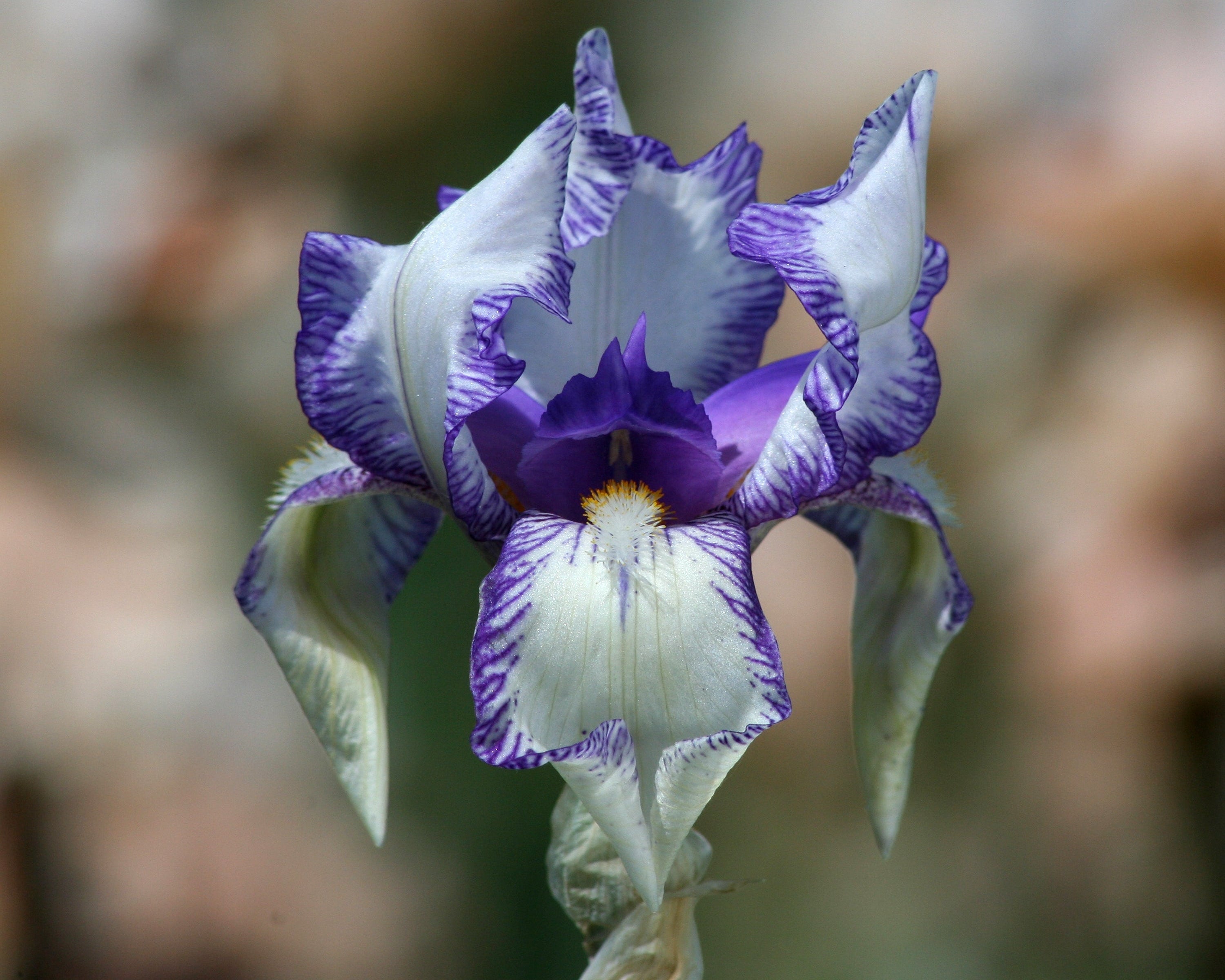 Swerti | Tall Bearded Iris – Schreiner's Gardens