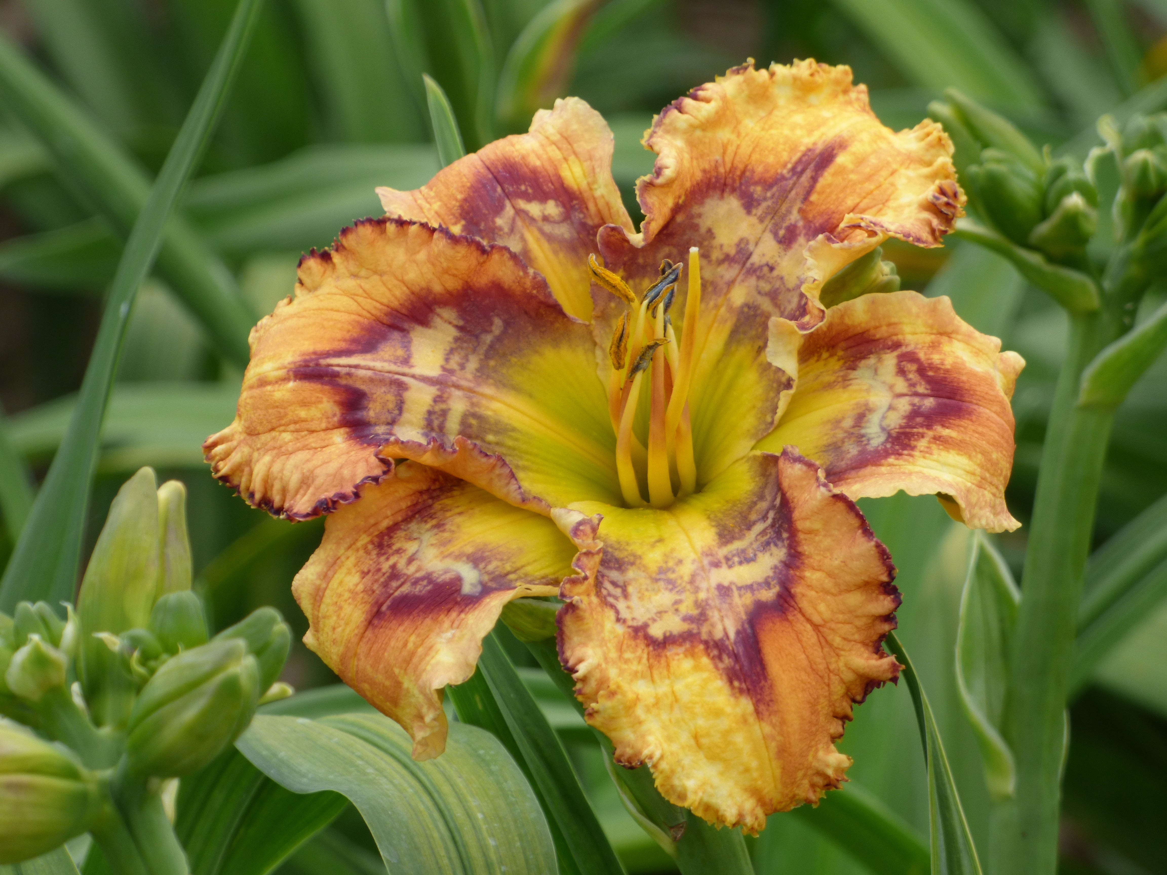 Trembler | Spring Daylily Catalog – Schreiner's Gardens