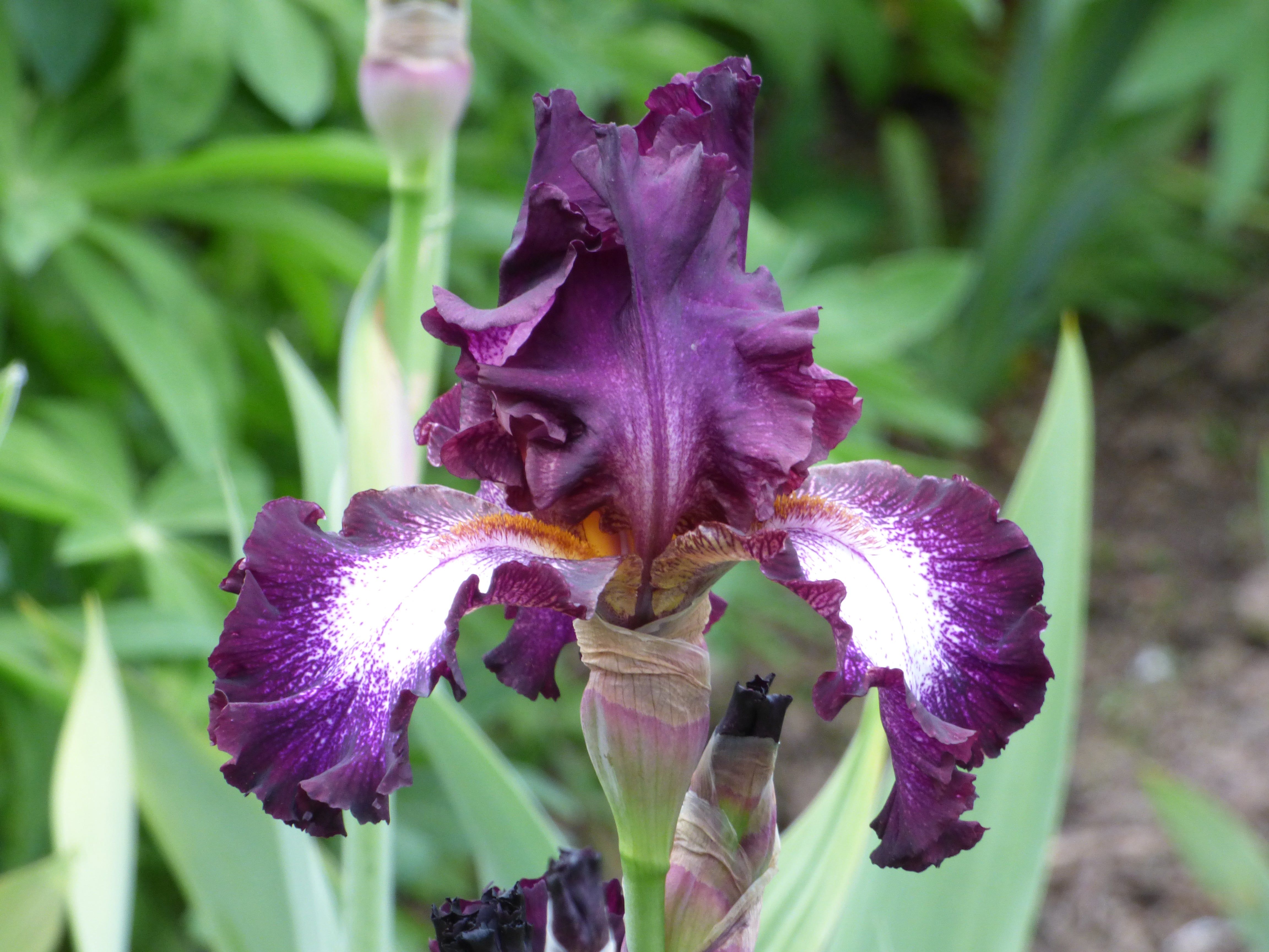 Tennison Ridge | Tall Bearded Iris – Schreiner's Gardens