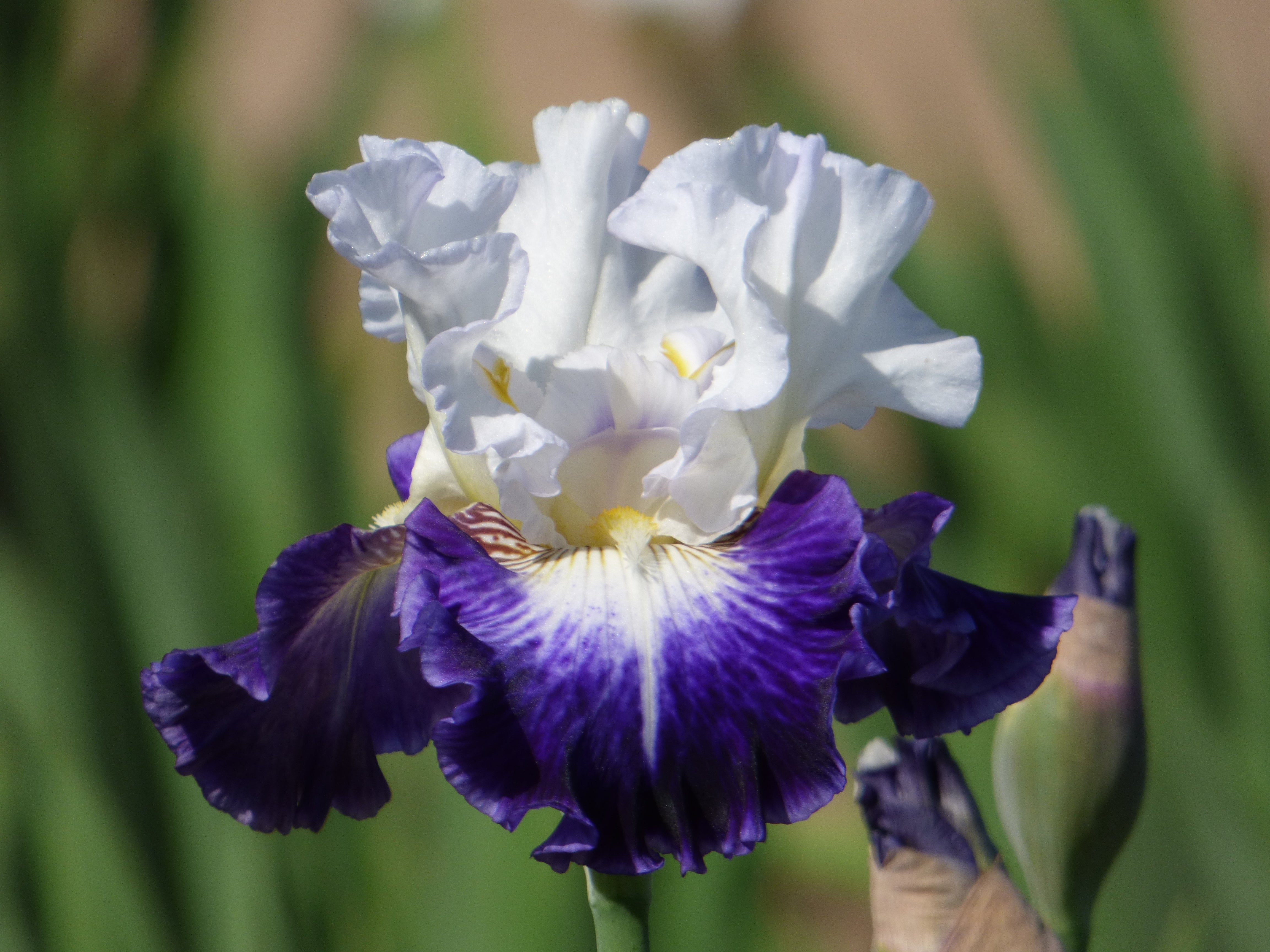 GrantEOne’s グラント・イーワンズ　Hormee The Long Game | Tall Bearded Iris – Schreiner's Gardens
