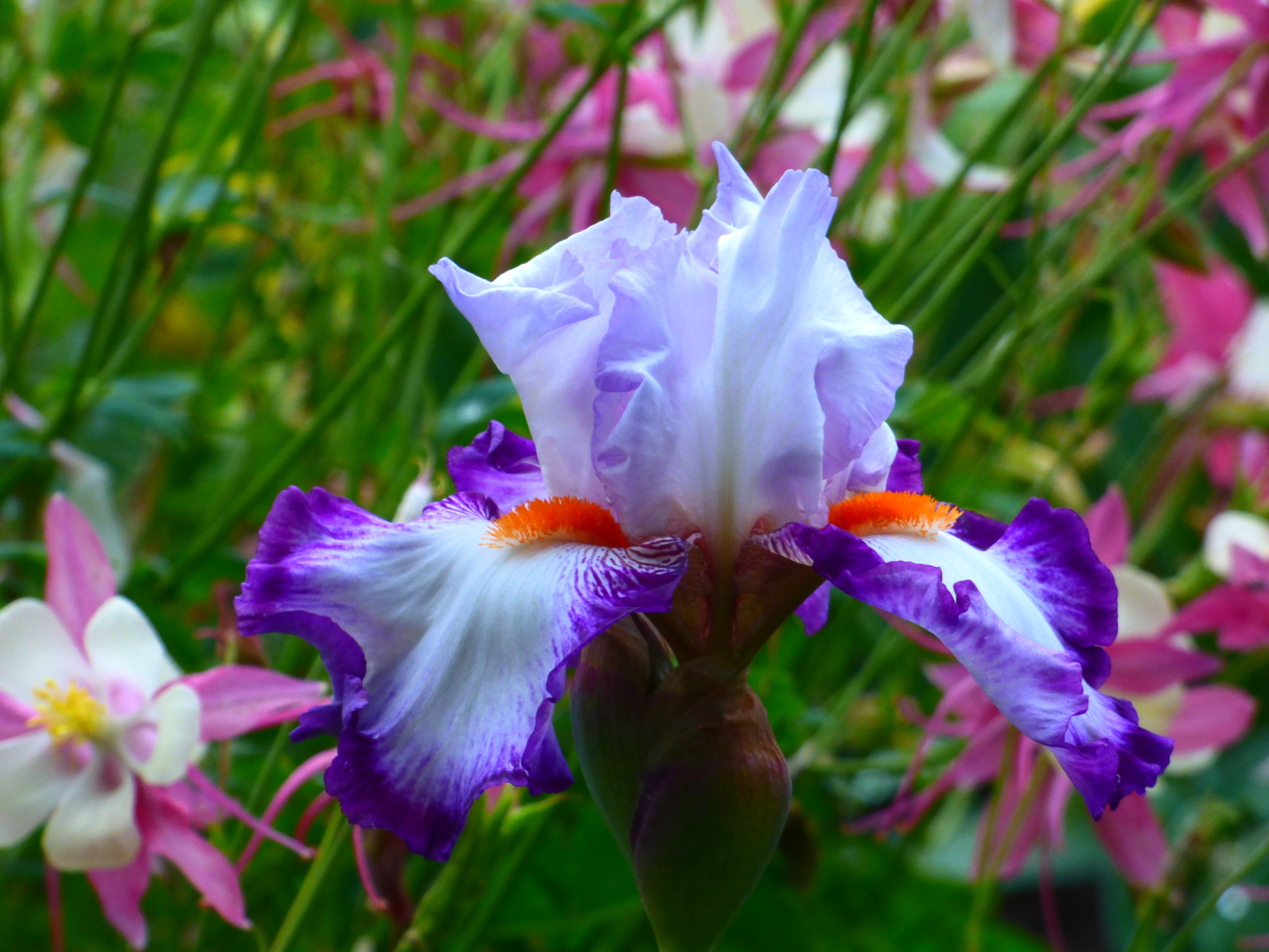 Triple Take | Tall Bearded Iris – Schreiner's Gardens