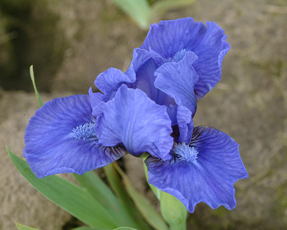 True Navy | Dwarf Bearded Iris – Schreiner's Gardens