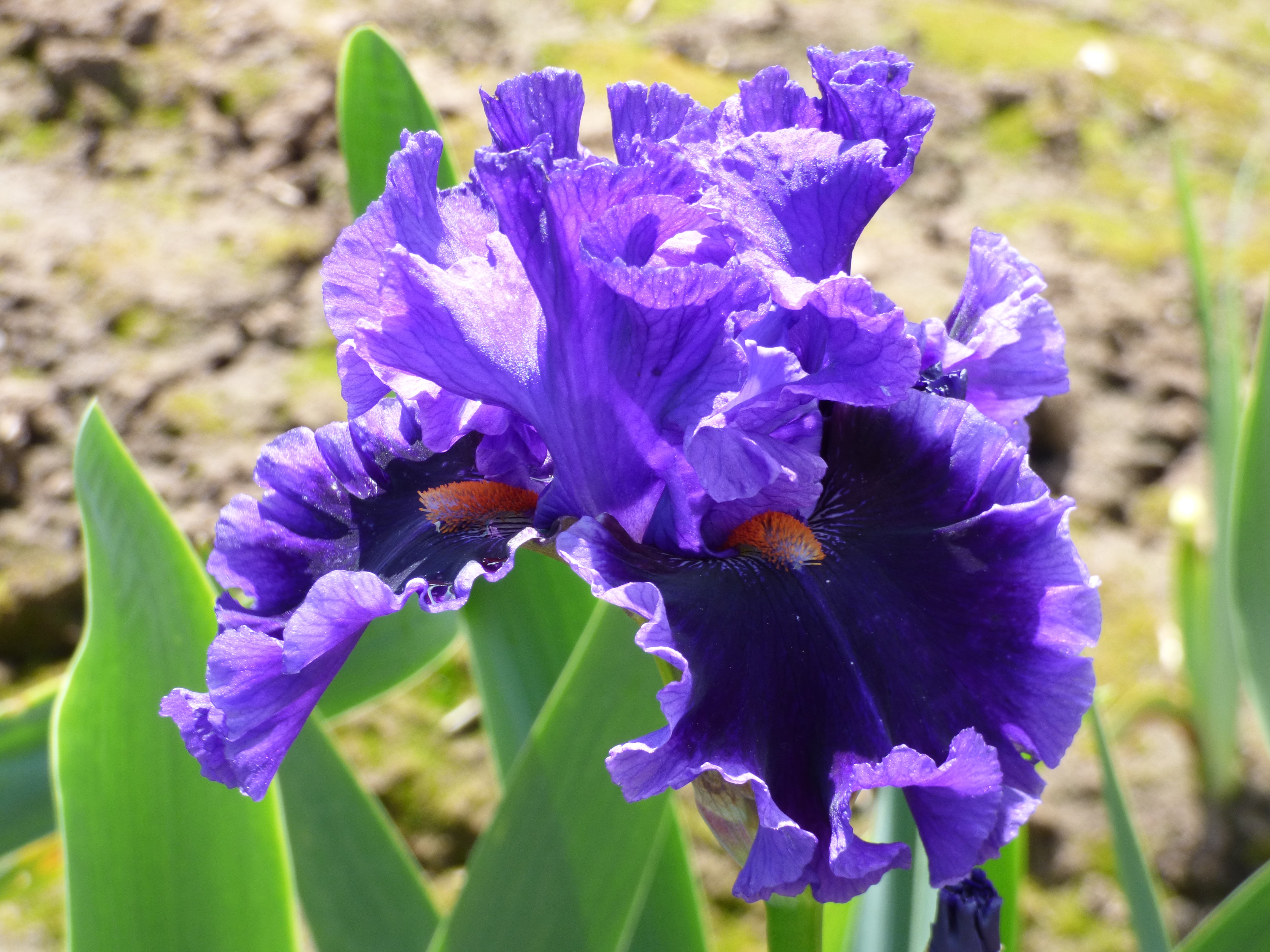 Truth Be Told | Tall Bearded Iris – Schreiner's Gardens