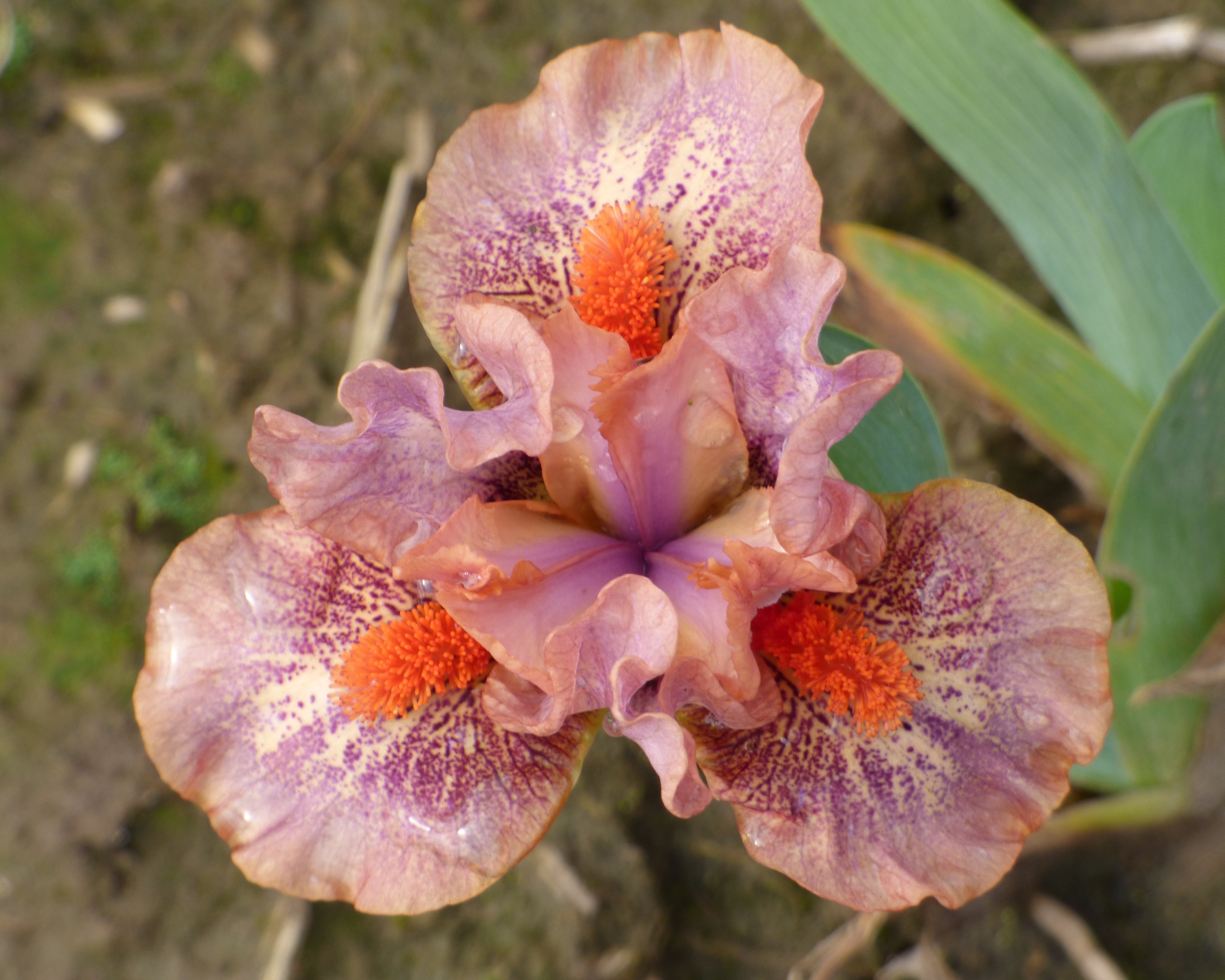 Tuned In – Schreiner's Gardens