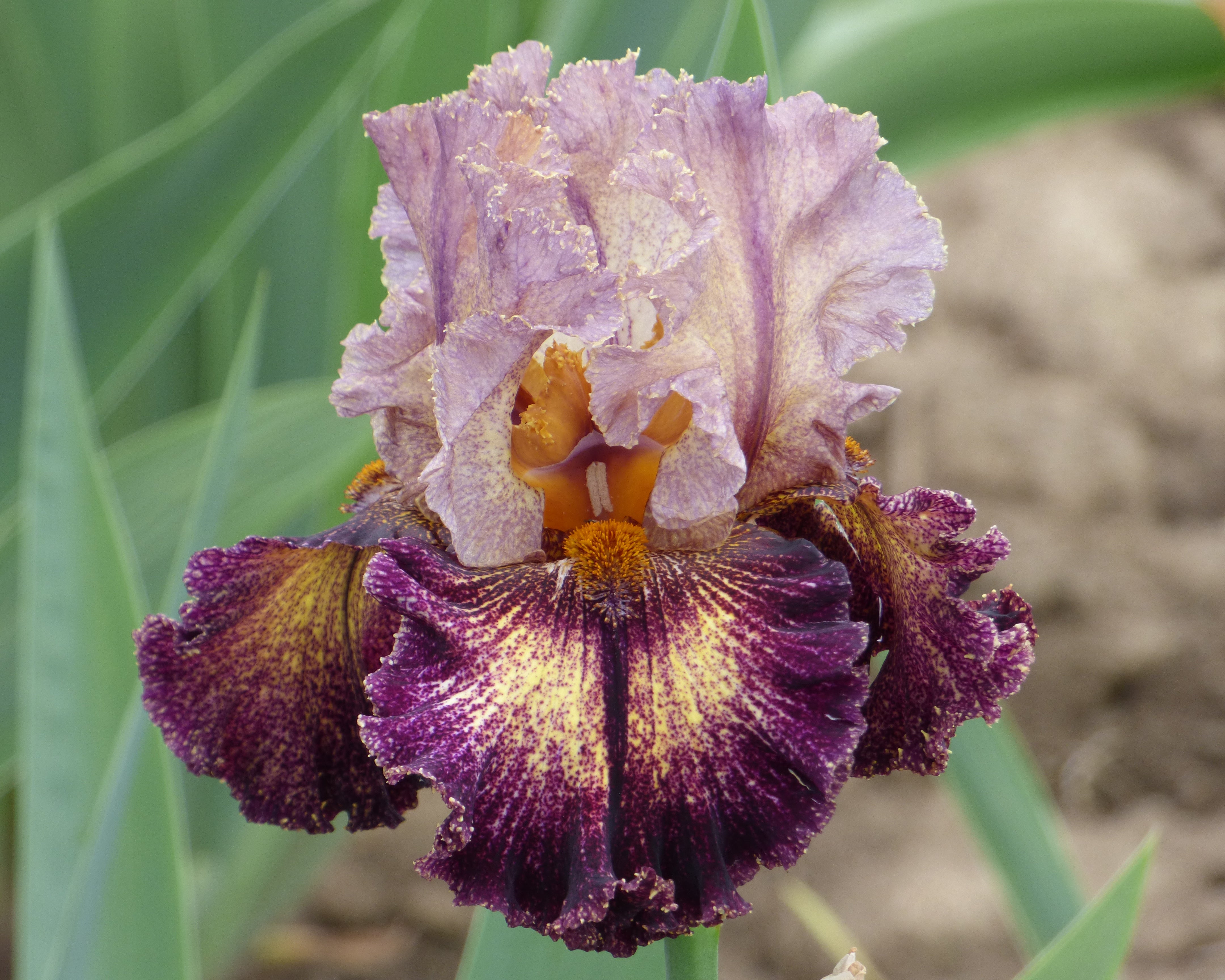 Turkish Tapestry | Tall Bearded Iris – Schreiner's Gardens