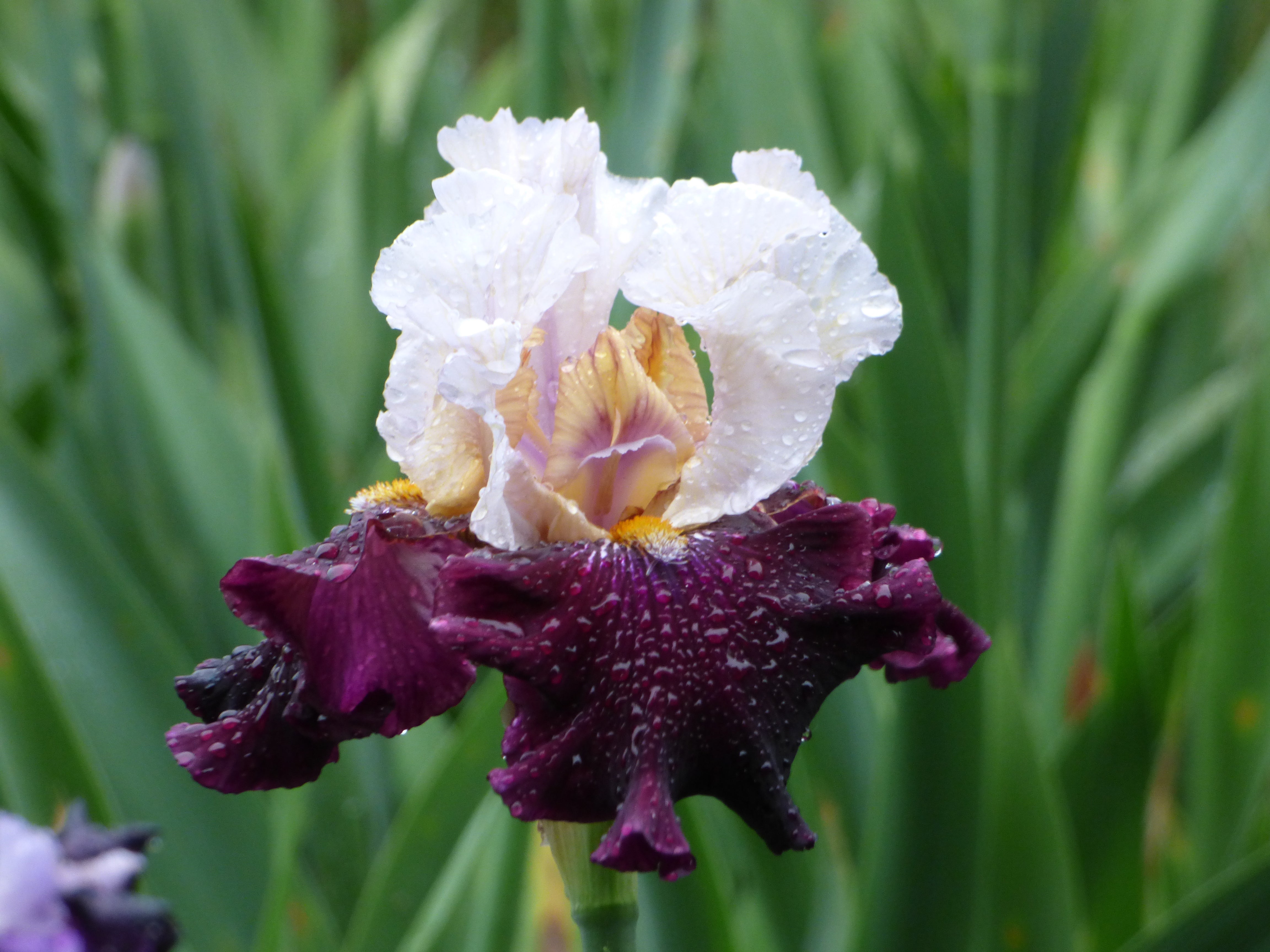 Twist of Sheree | Tall Bearded Iris – Schreiner's Gardens