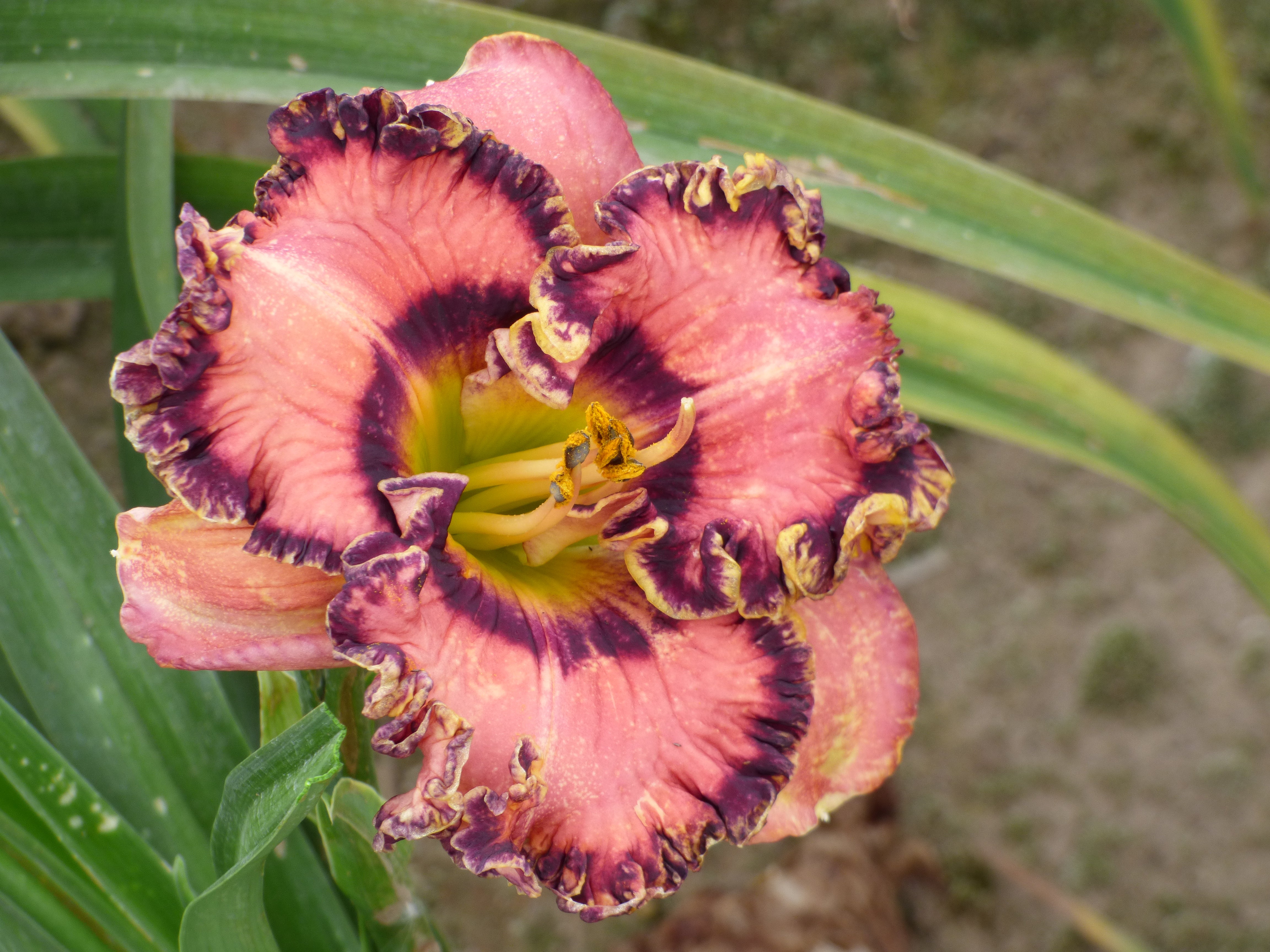 Vegas Jackpot | Spring Daylily Catalog – Schreiner's Gardens
