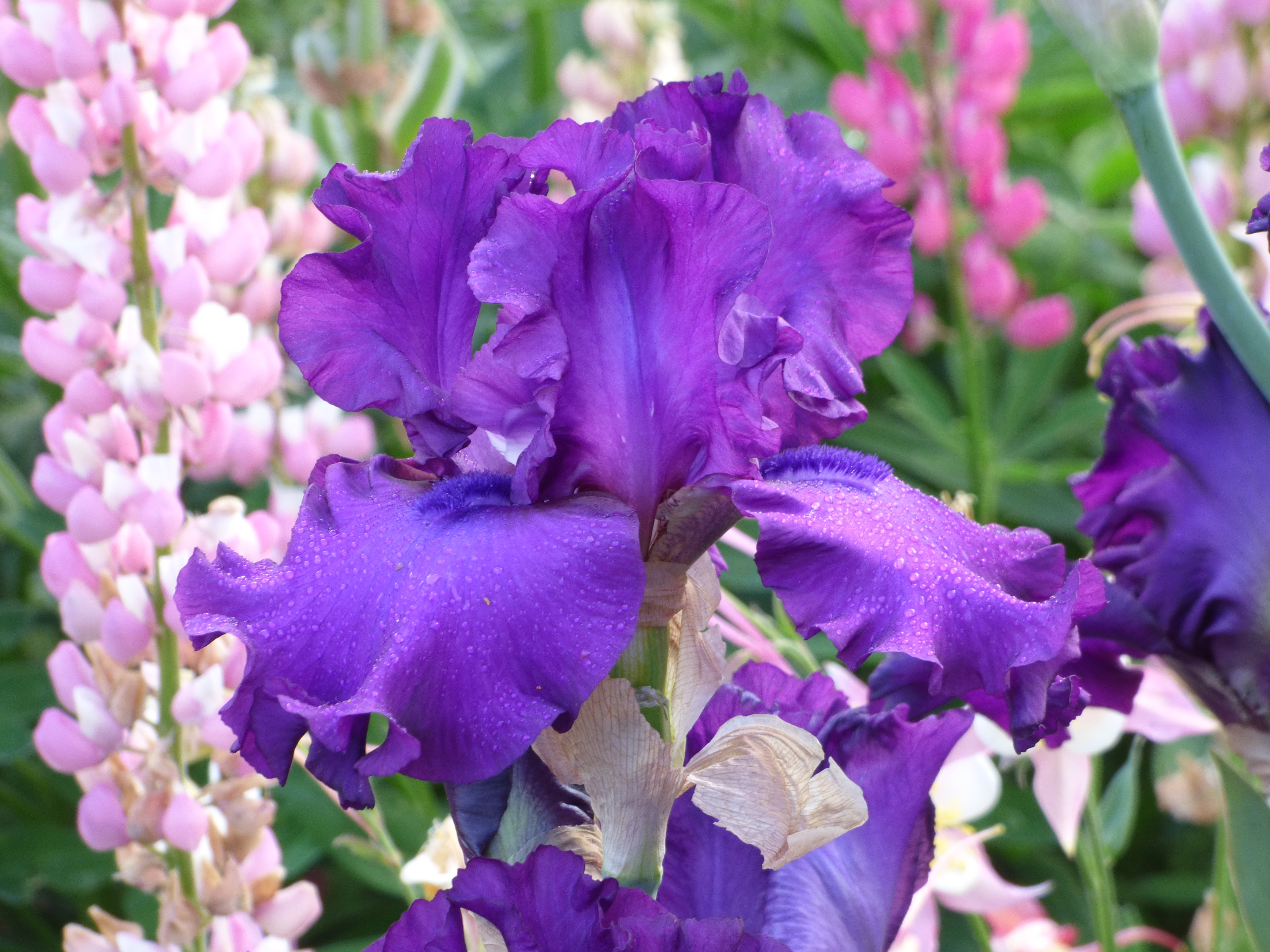 Vicar1.jpg?v=1754902786