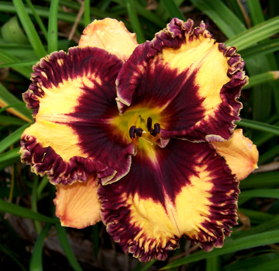 Volcanic Fireworks | Spring Daylily Catalog – Schreiner's Gardens