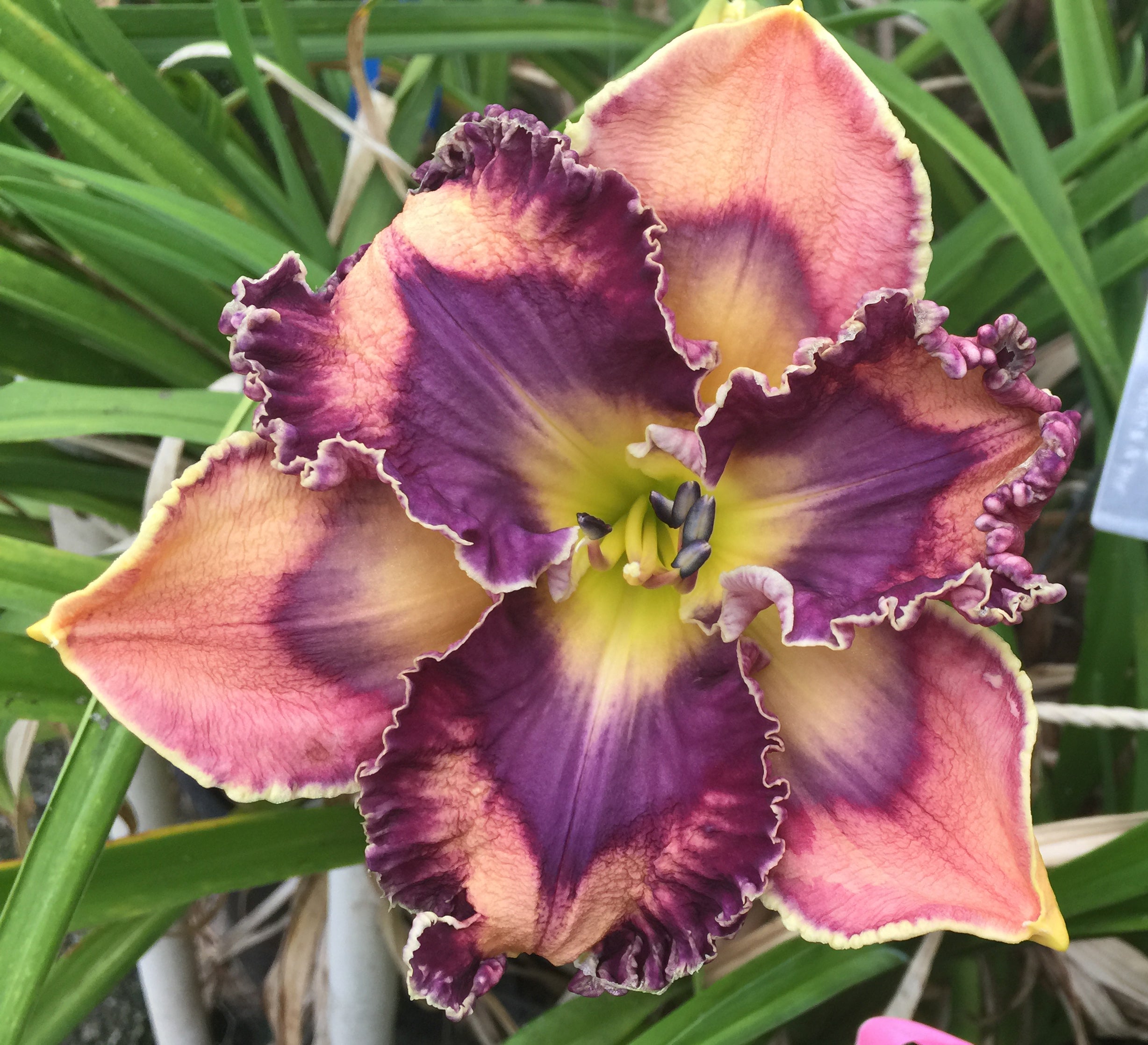 Shocking Secret – Schreiner's Gardens