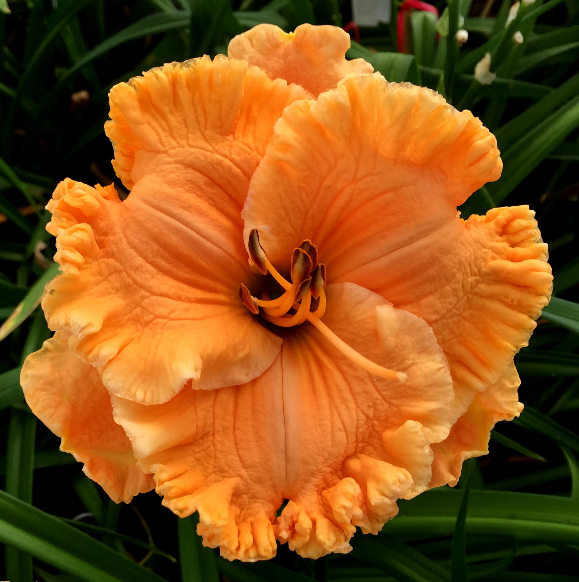 Utmost Distinction | Maryott Daylilies – Schreiner's Gardens