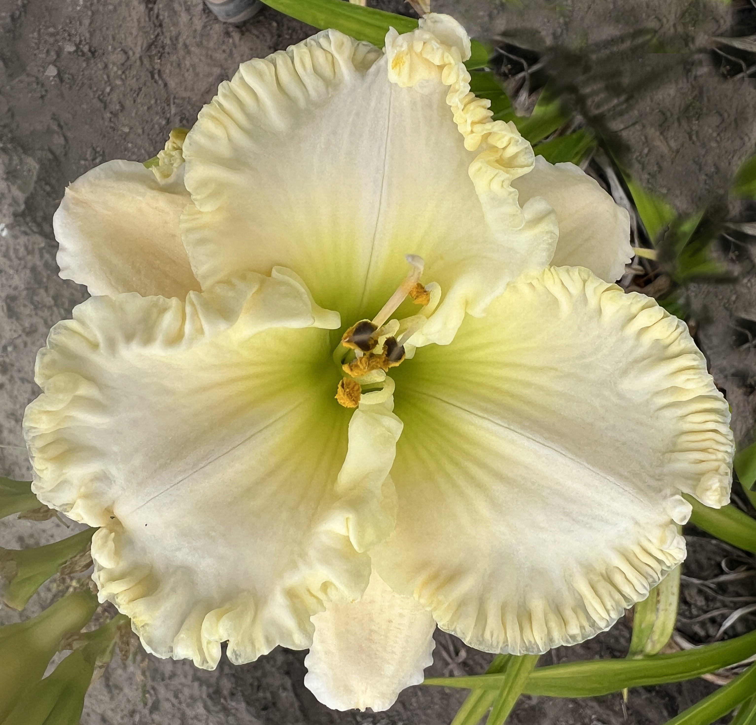 リリーズ LILIES Daisy あの空を守りたい Always Fashionably Late – Schreiner's Gardens