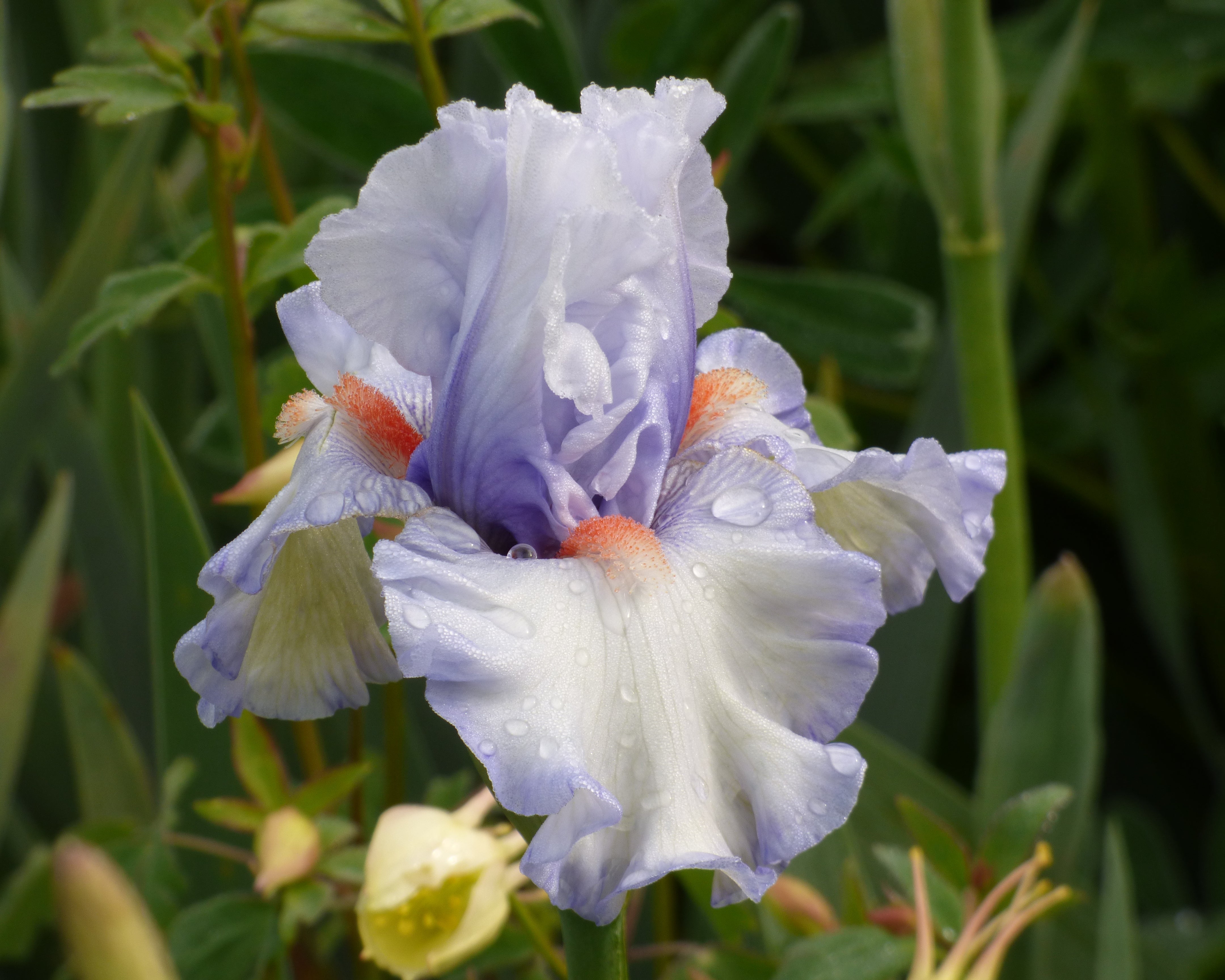Waterline | Tall Bearded Iris – Schreiner's Gardens