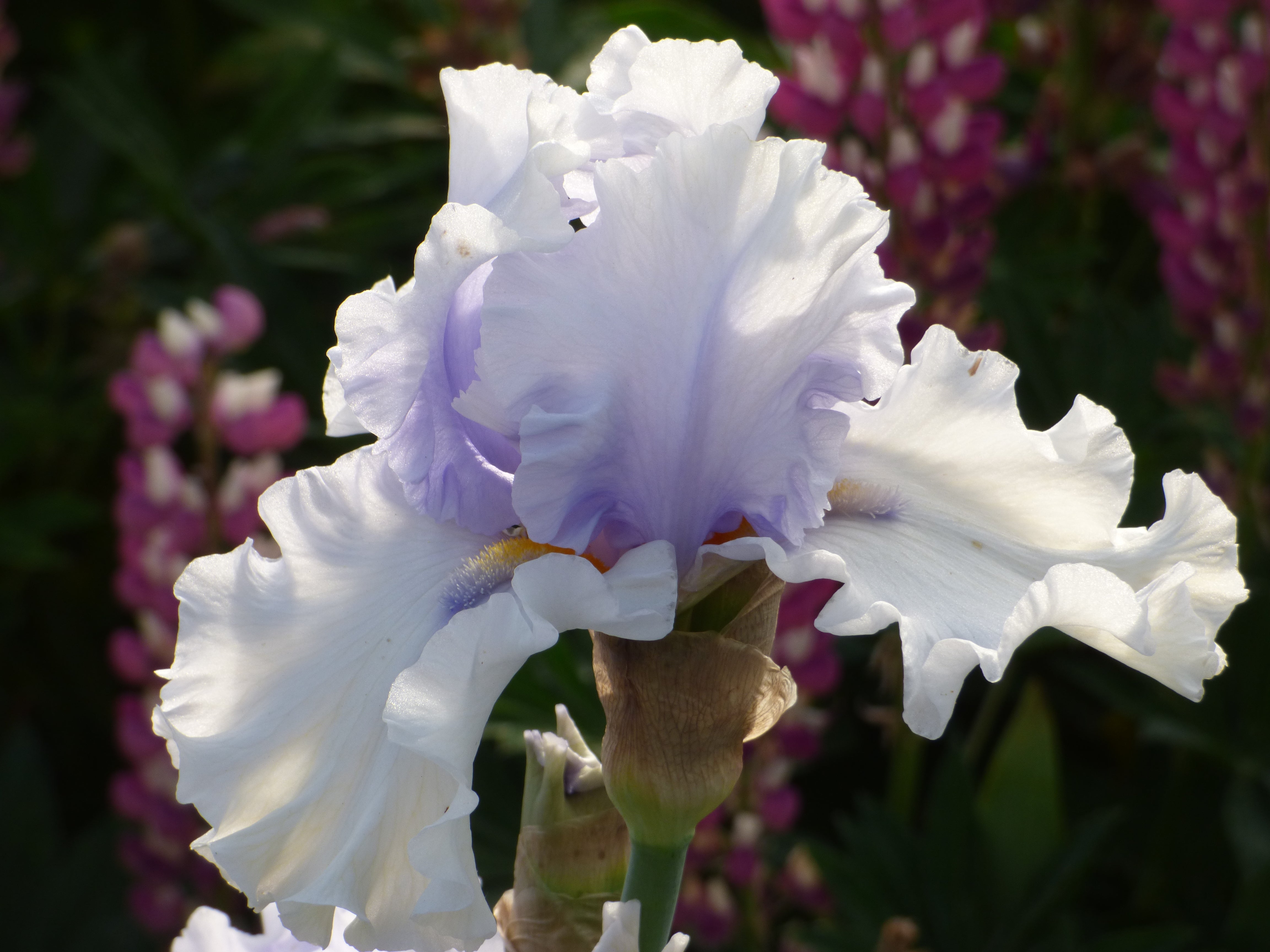 BELLGIO ホワイト スリムフィット 28 パープル Willamette Mist (Iris) – Schreiner's Gardens