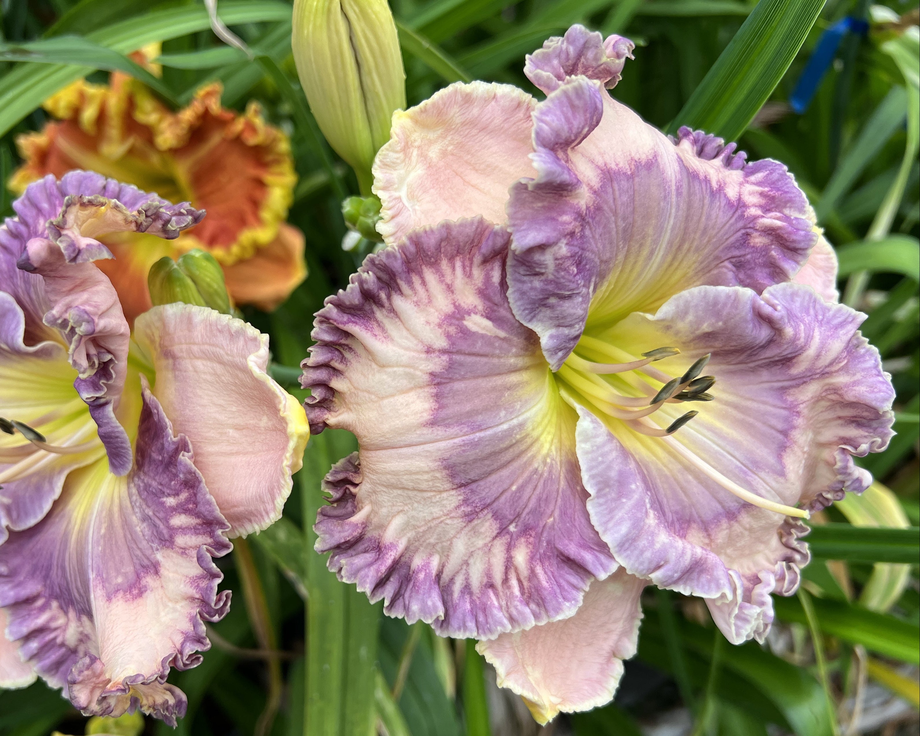 SWIRLING SEAS – Schreiner's Gardens