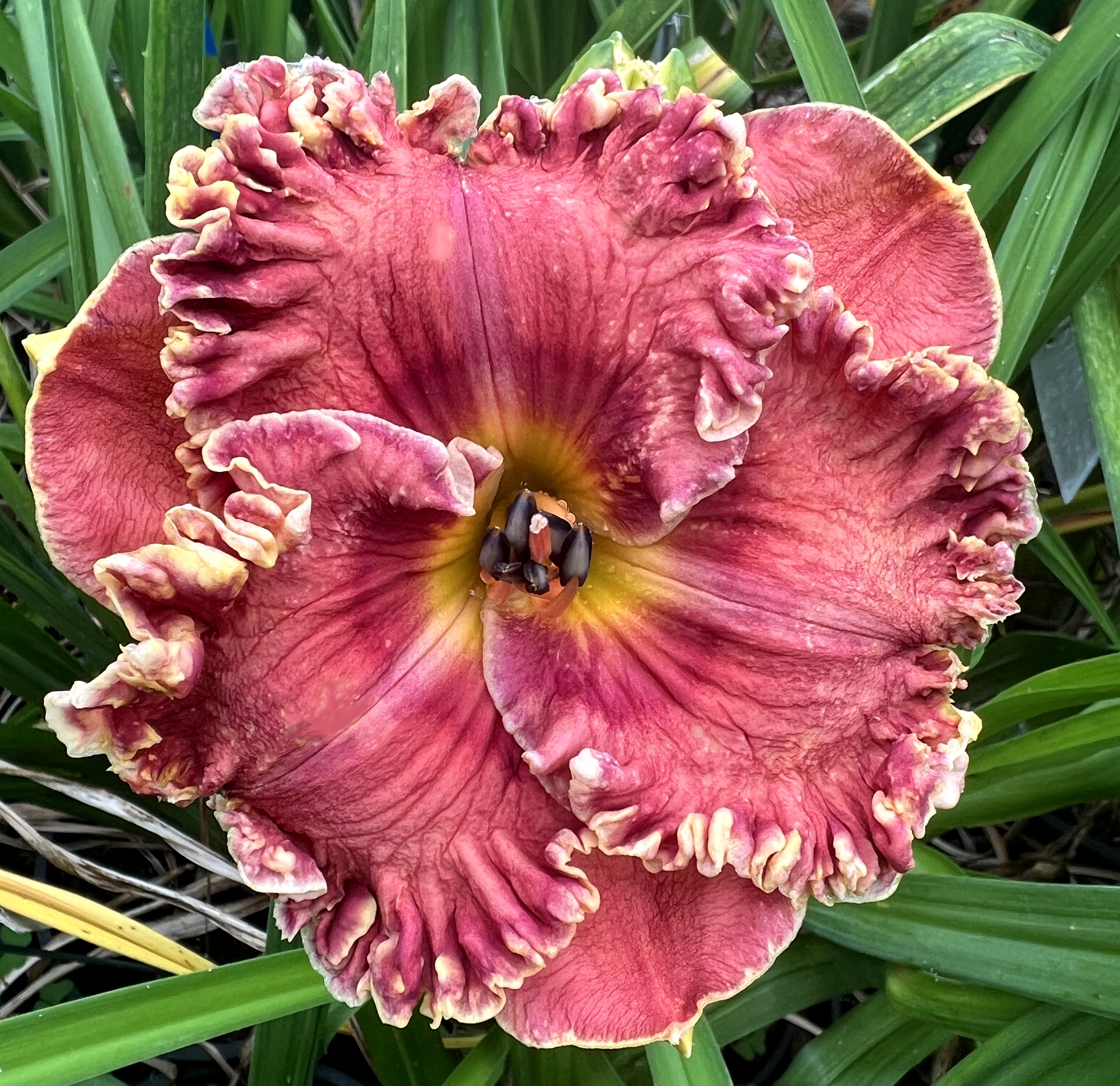 NOBLE DEED – Schreiner's Gardens