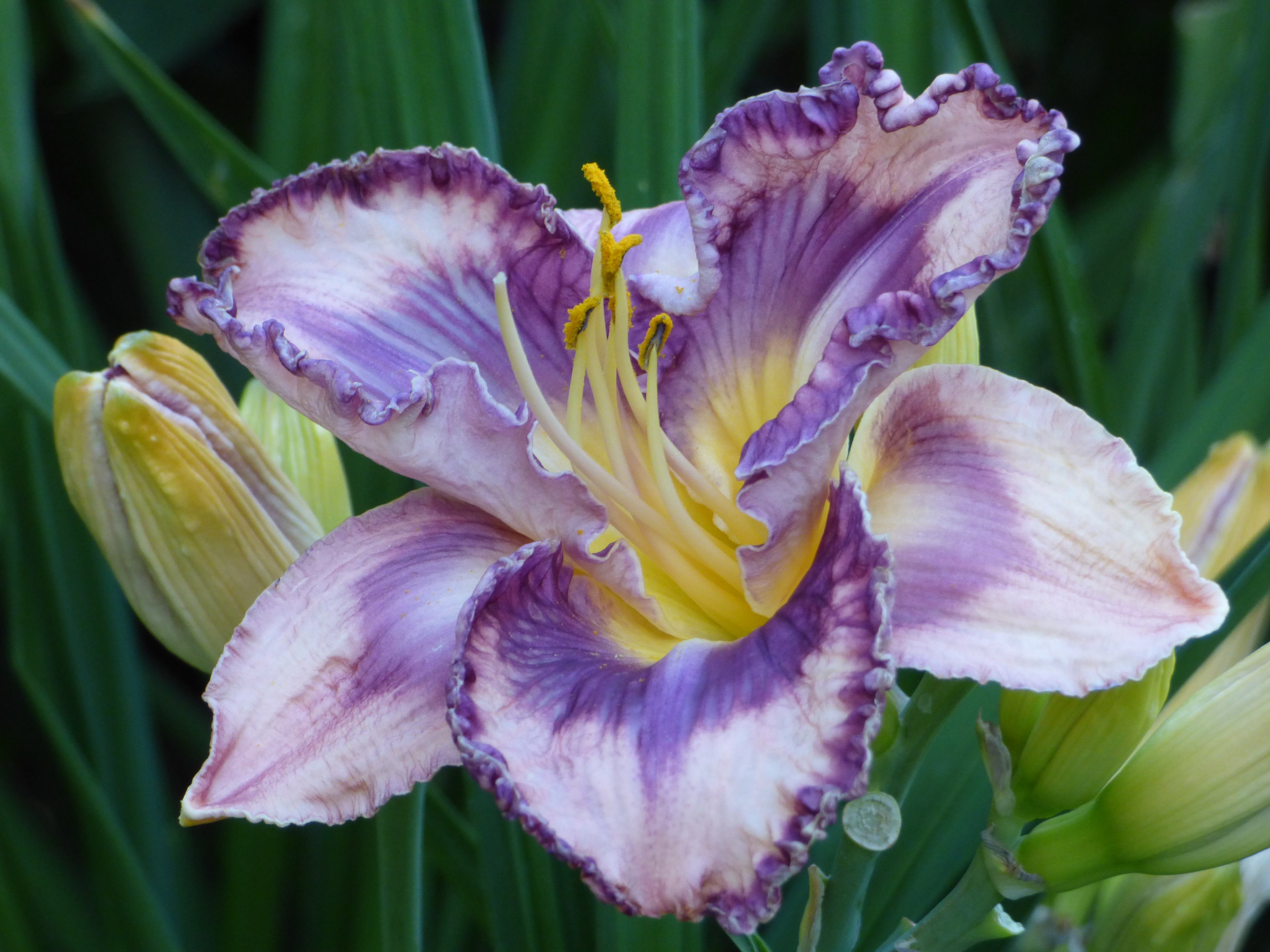 You've Got Soul | Spring Daylily Catalog – Schreiner's Gardens