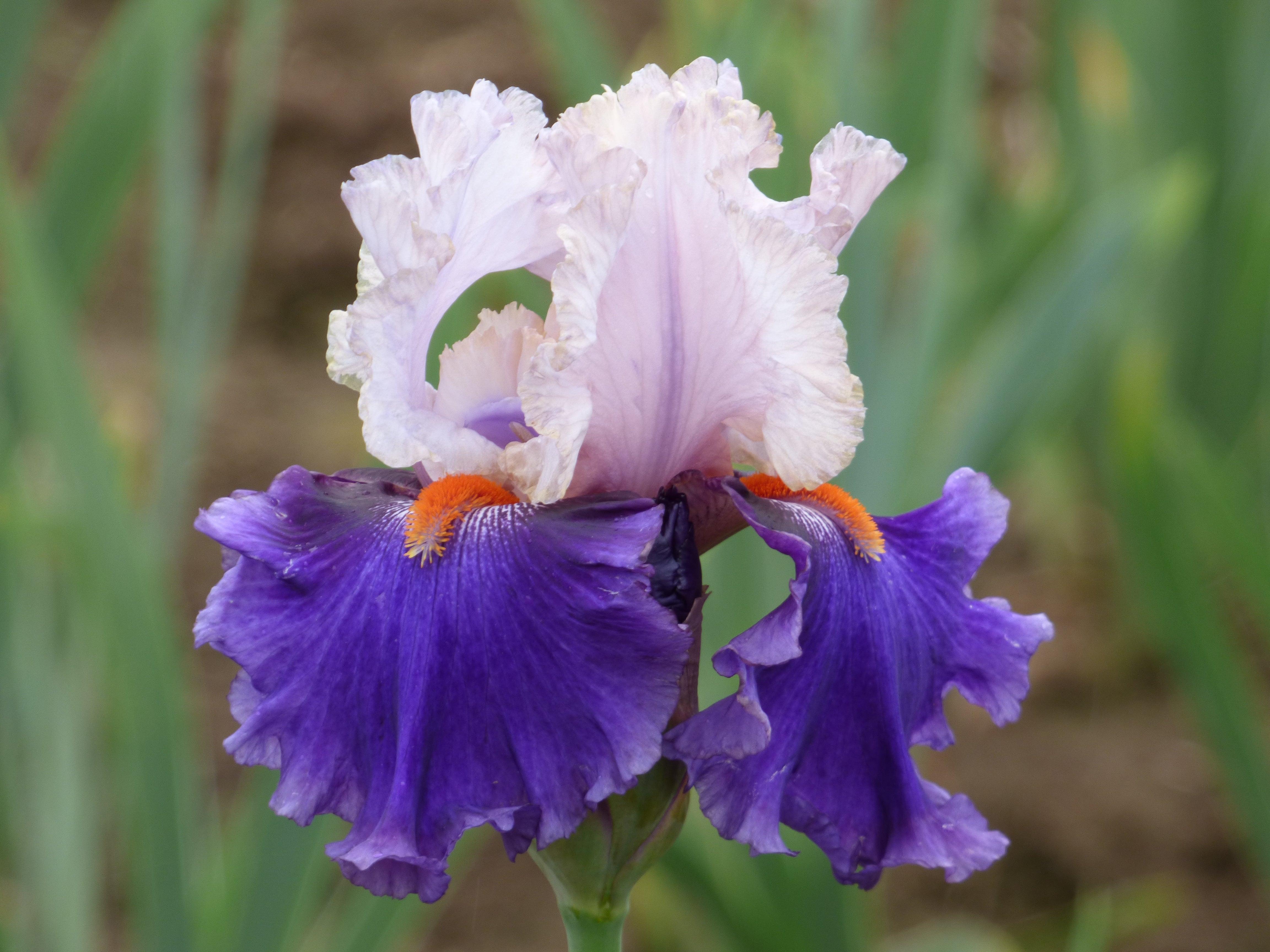 YouGrowGirlC152-A_7.jpg?v=