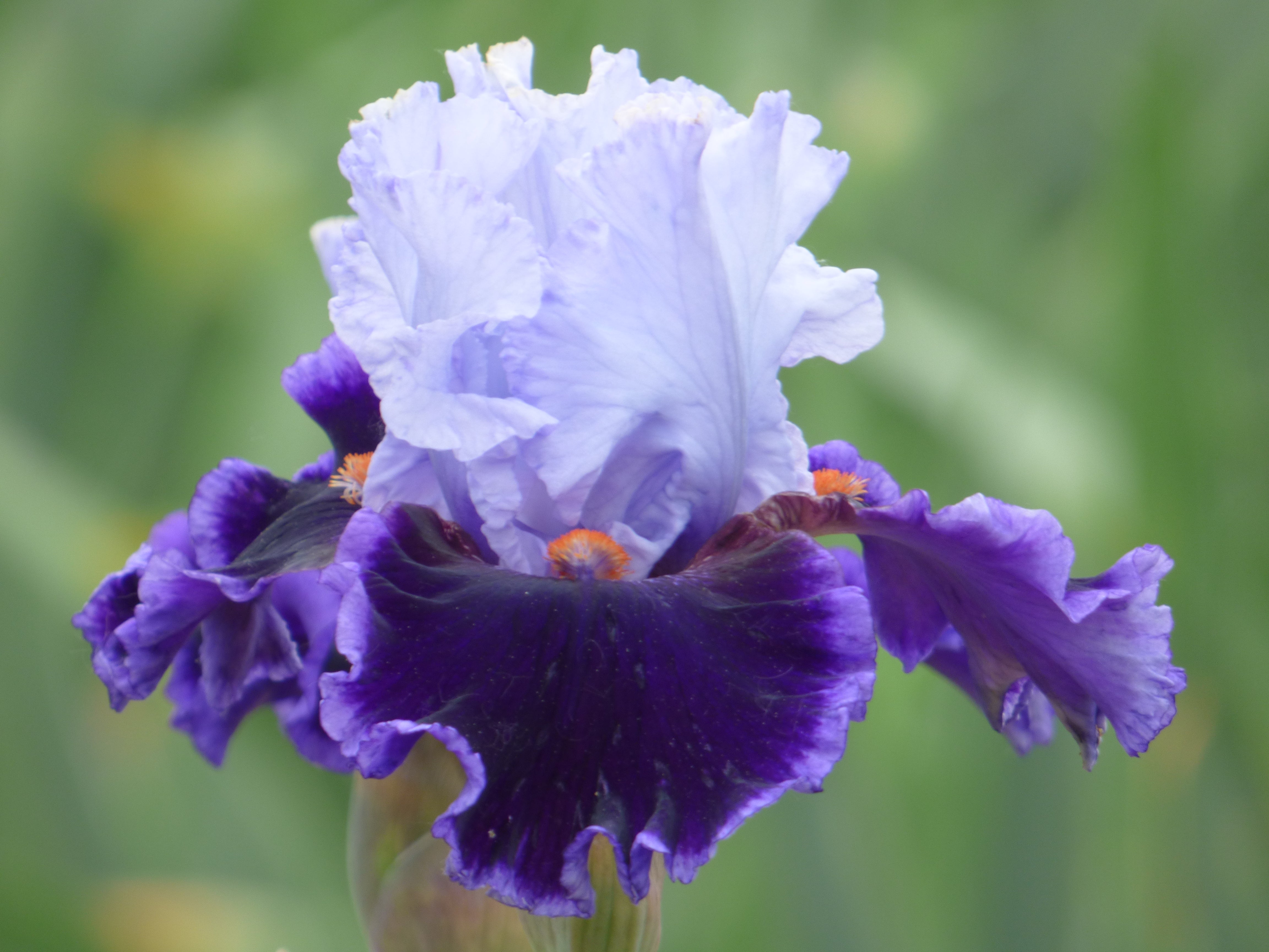 Ermenegildo Zegna パープルM Zip Line| Tall Bearded Iris – Schreiner's Gardens