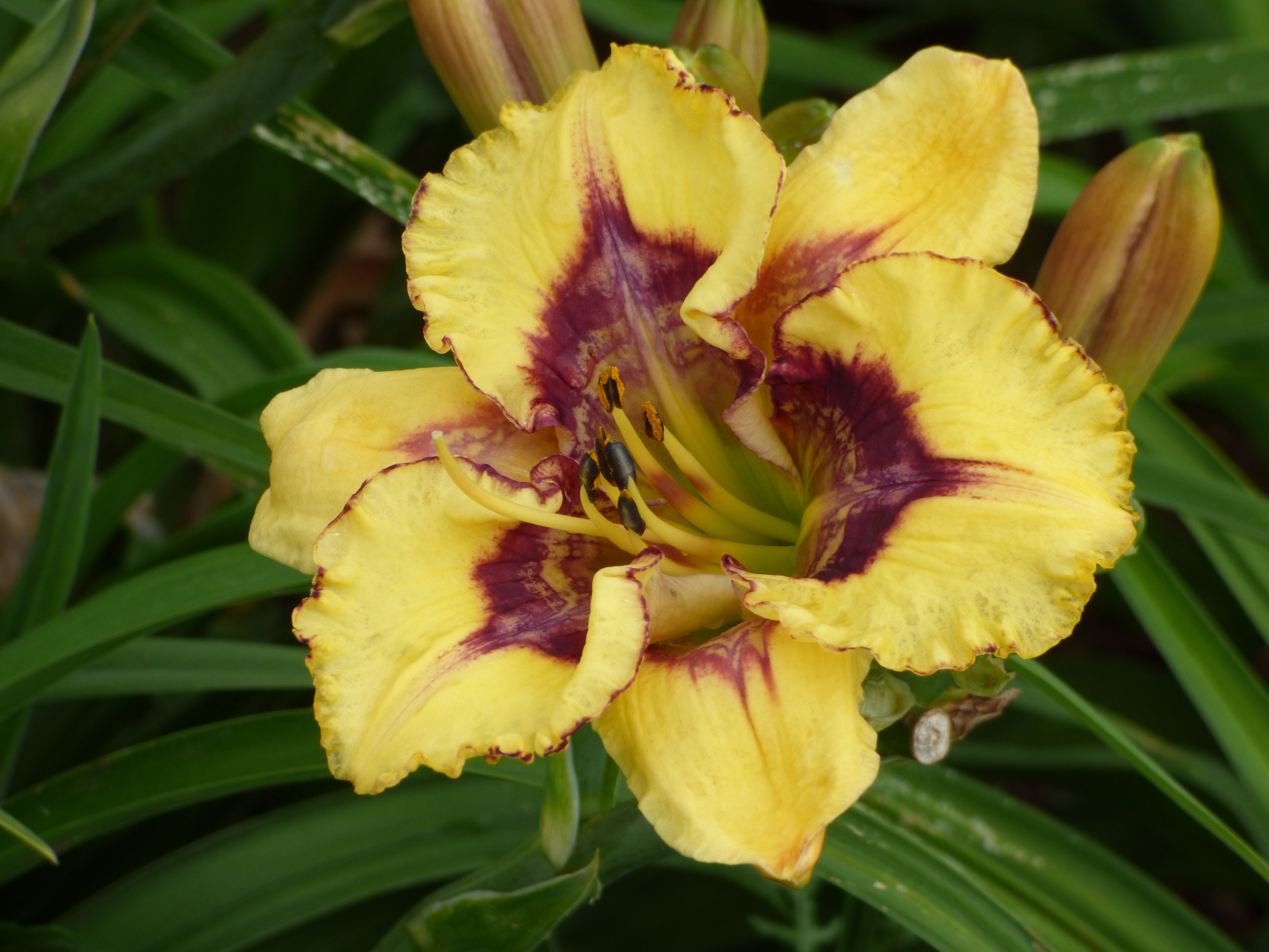 Zyzzified | Spring Daylily Catalog – Schreiner's Gardens