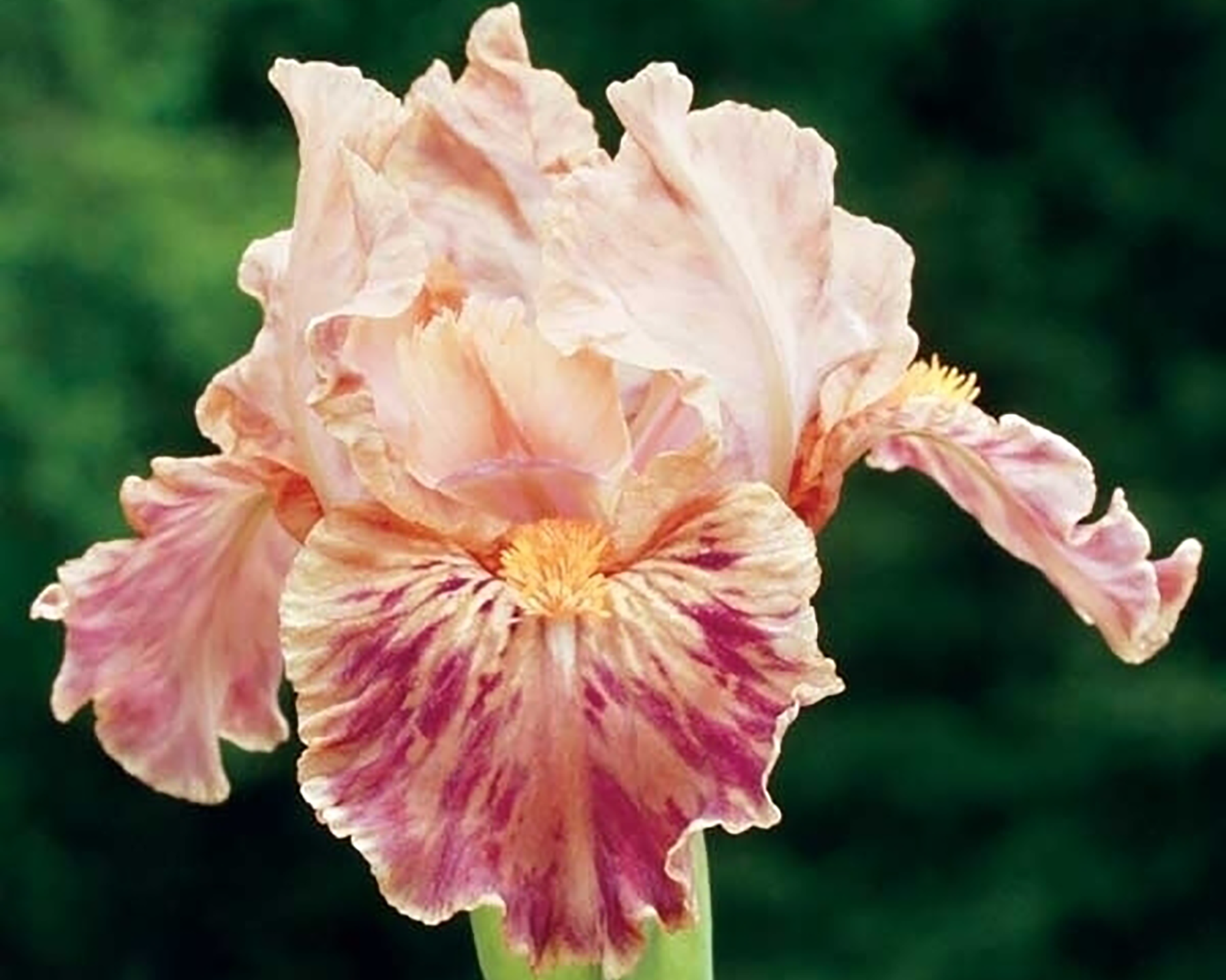 Clash – Schreiner's Gardens