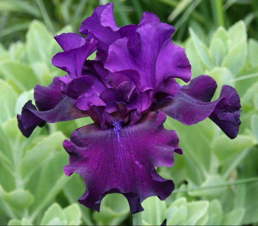 Diabolique | Tall Bearded Iris – Schreiner's Gardens