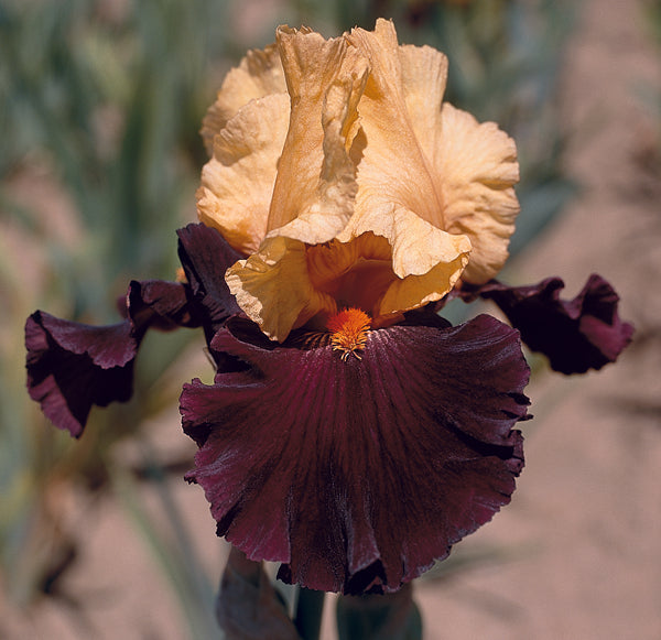 Idol | Tall Bearded Iris – Schreiner's Gardens