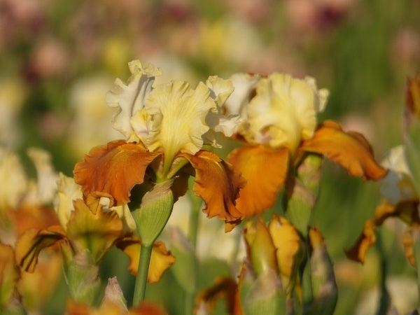 Fall Fiesta | Tall Bearded Iris – Schreiner's Gardens