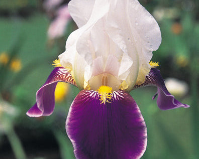 Wabash | Tall Bearded Iris – Schreiner's Gardens