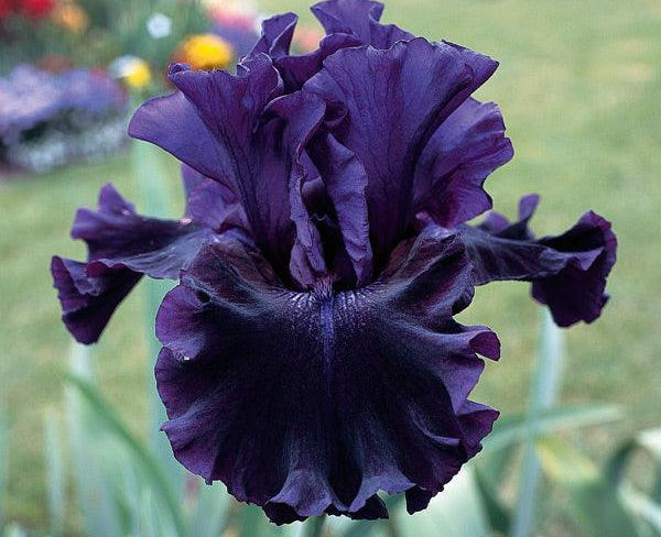 Badlands | Tall Bearded Iris – Schreiner's Gardens